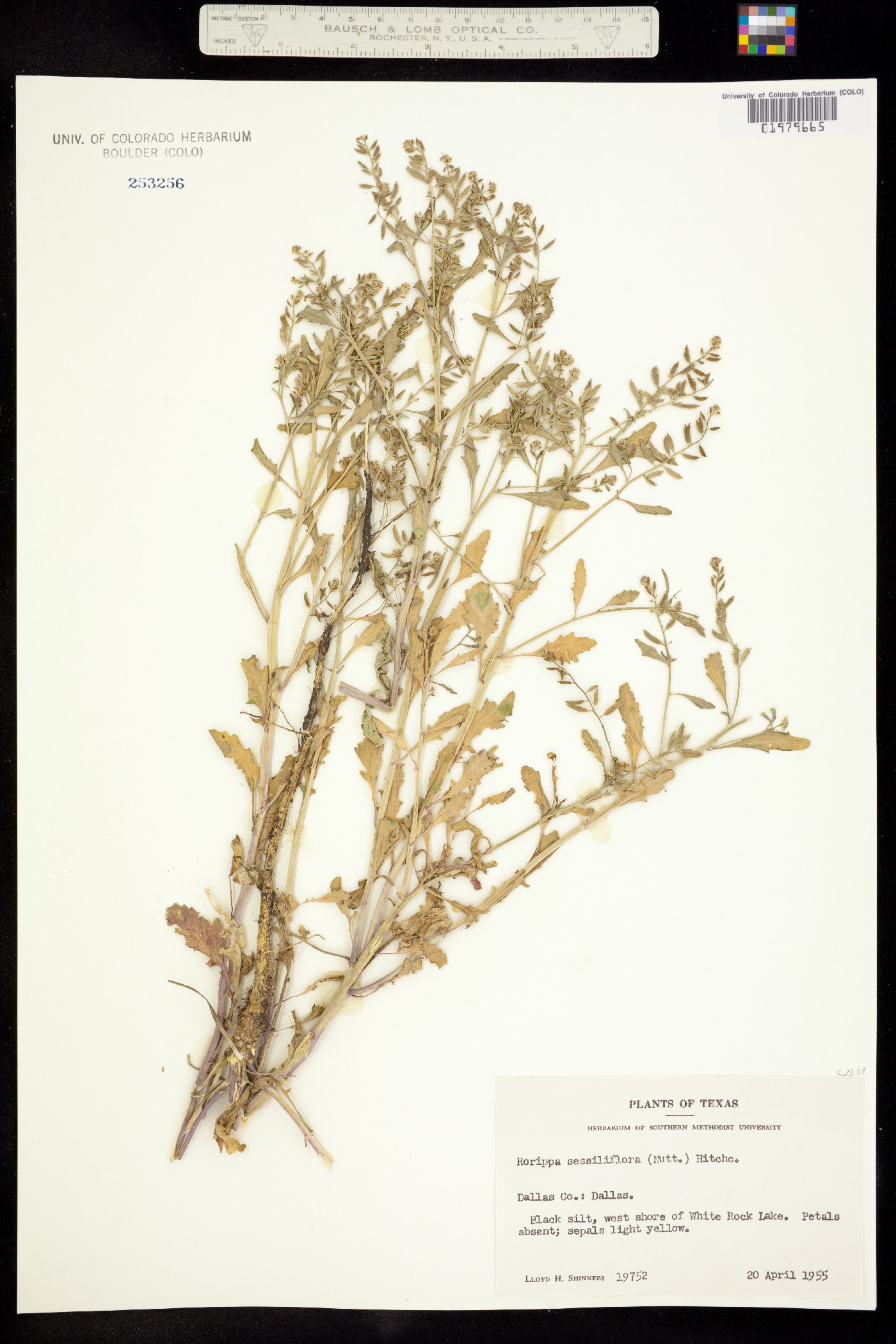 Rorippa sessiliflora image
