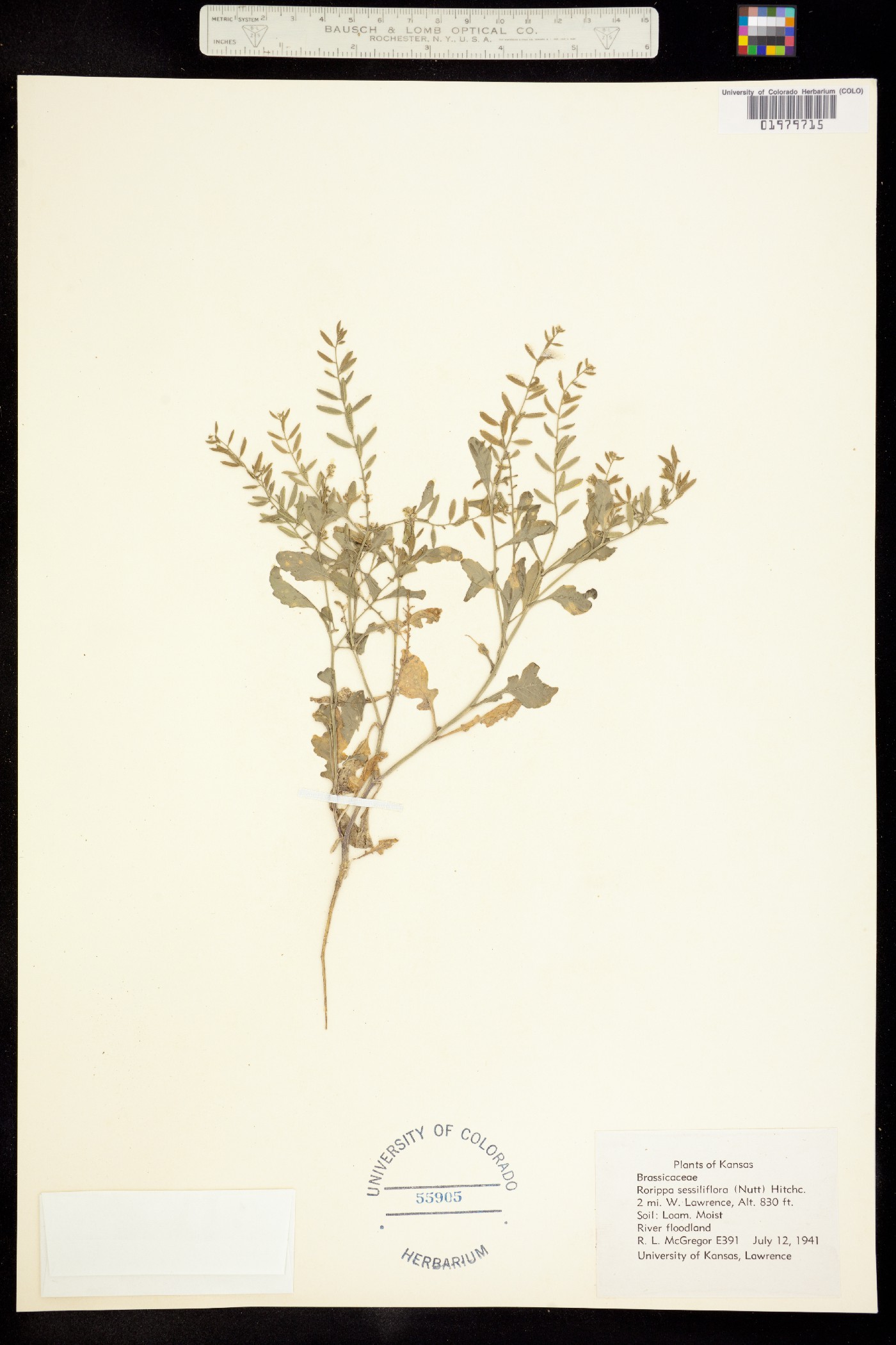 Rorippa sessiliflora image