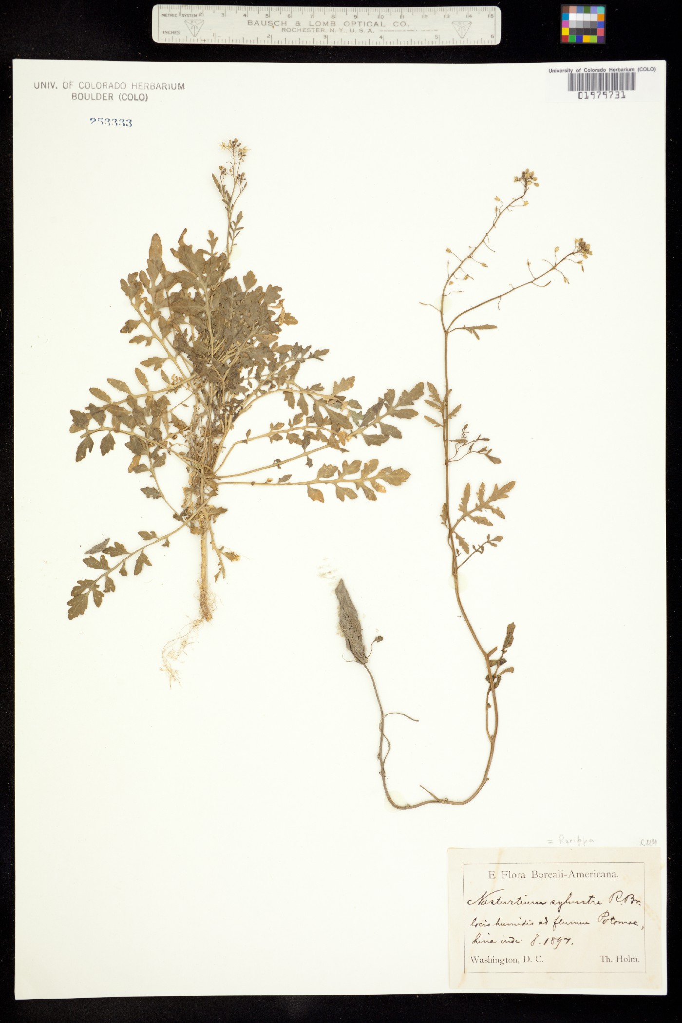 Rorippa sylvestris image