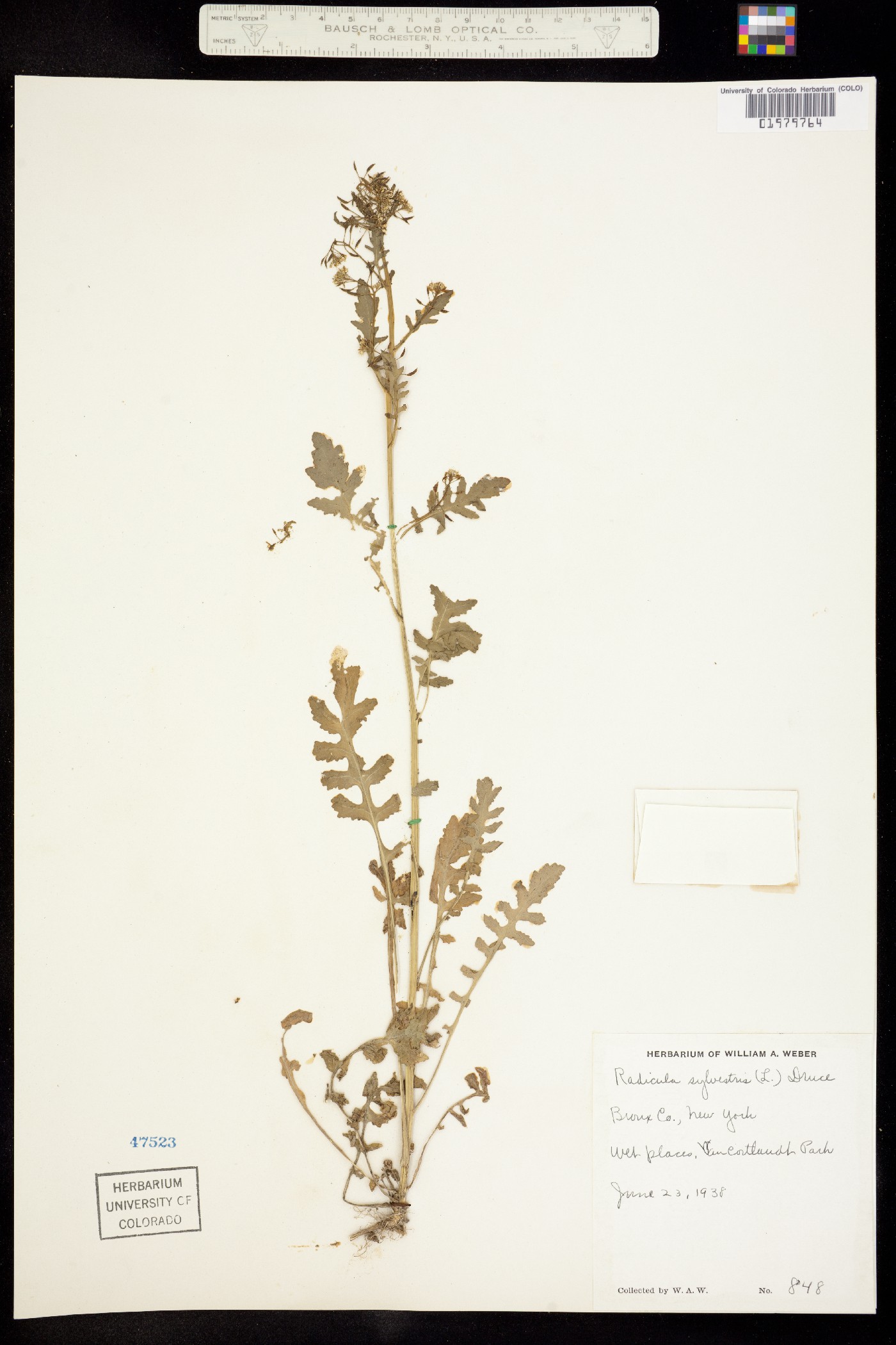 Rorippa sylvestris image