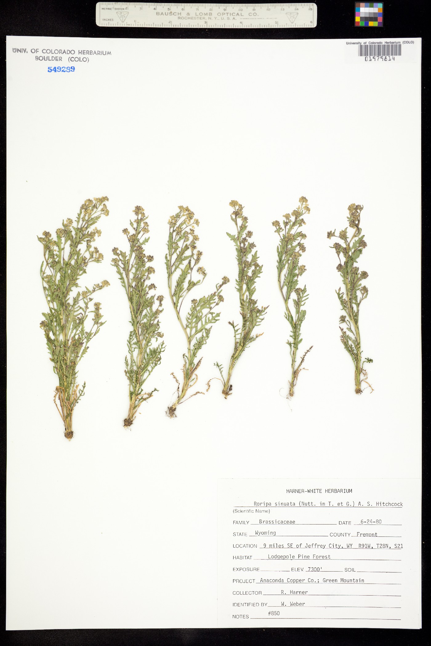 Rorippa sinuata image