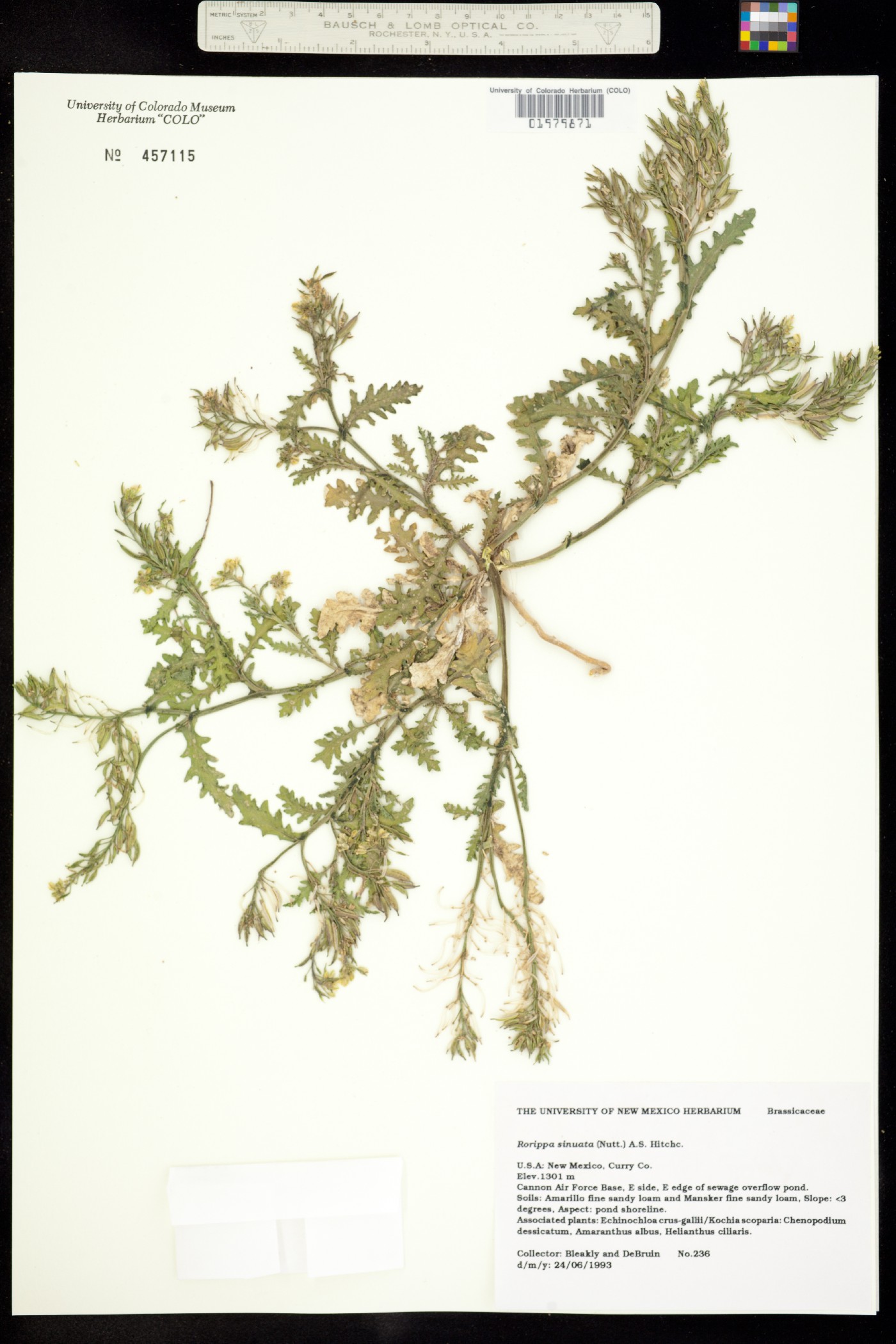 Rorippa sinuata image
