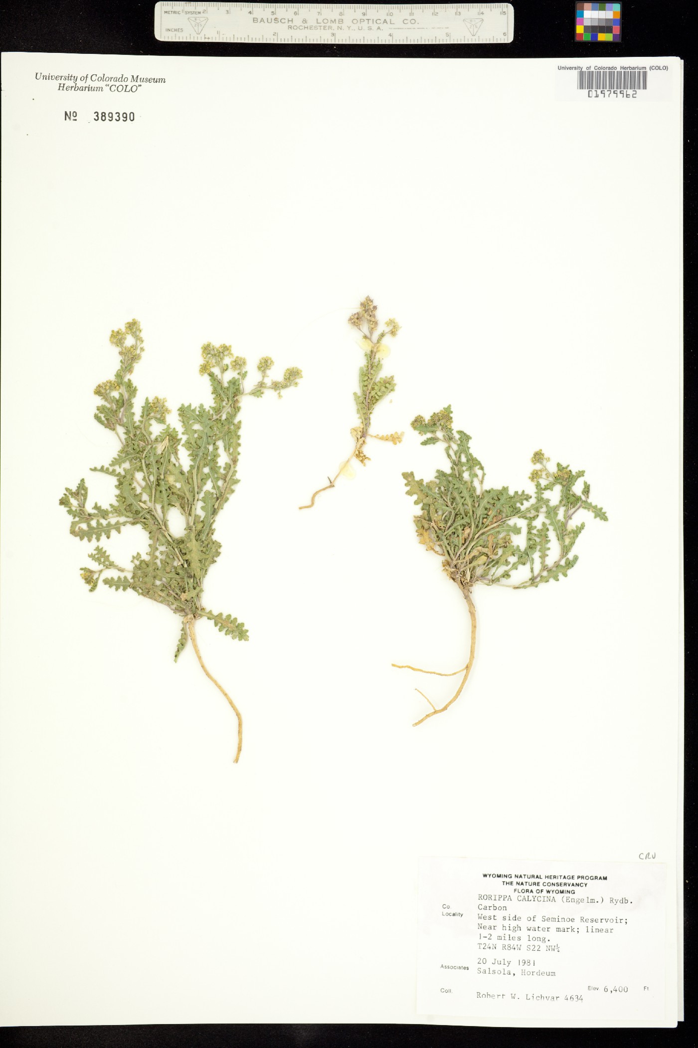 Rorippa sinuata image