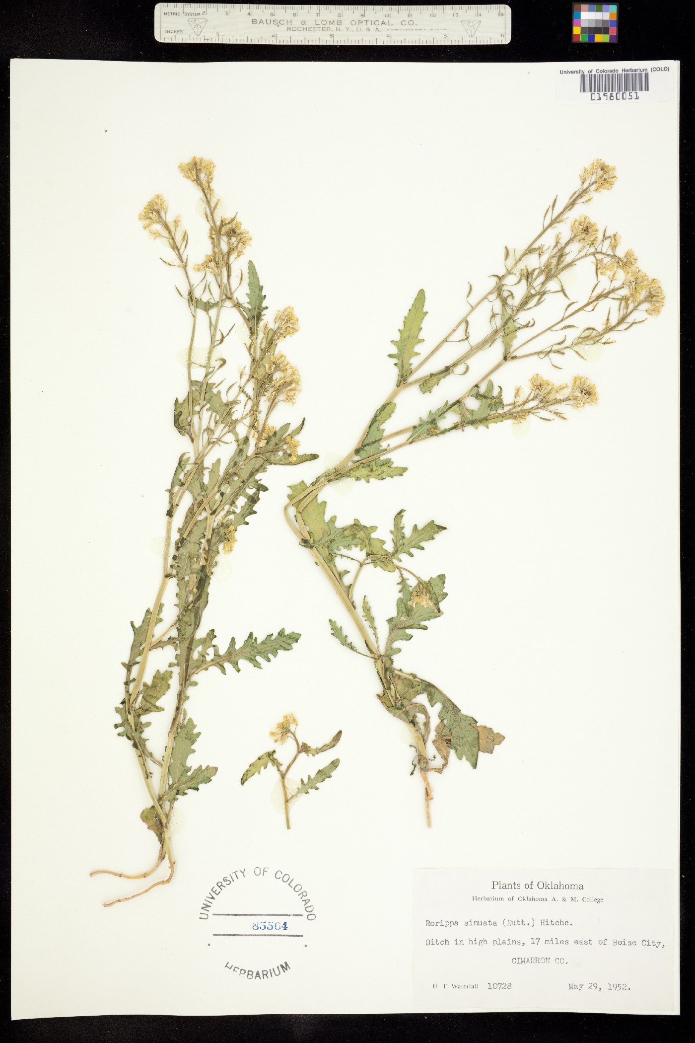 Rorippa sinuata image