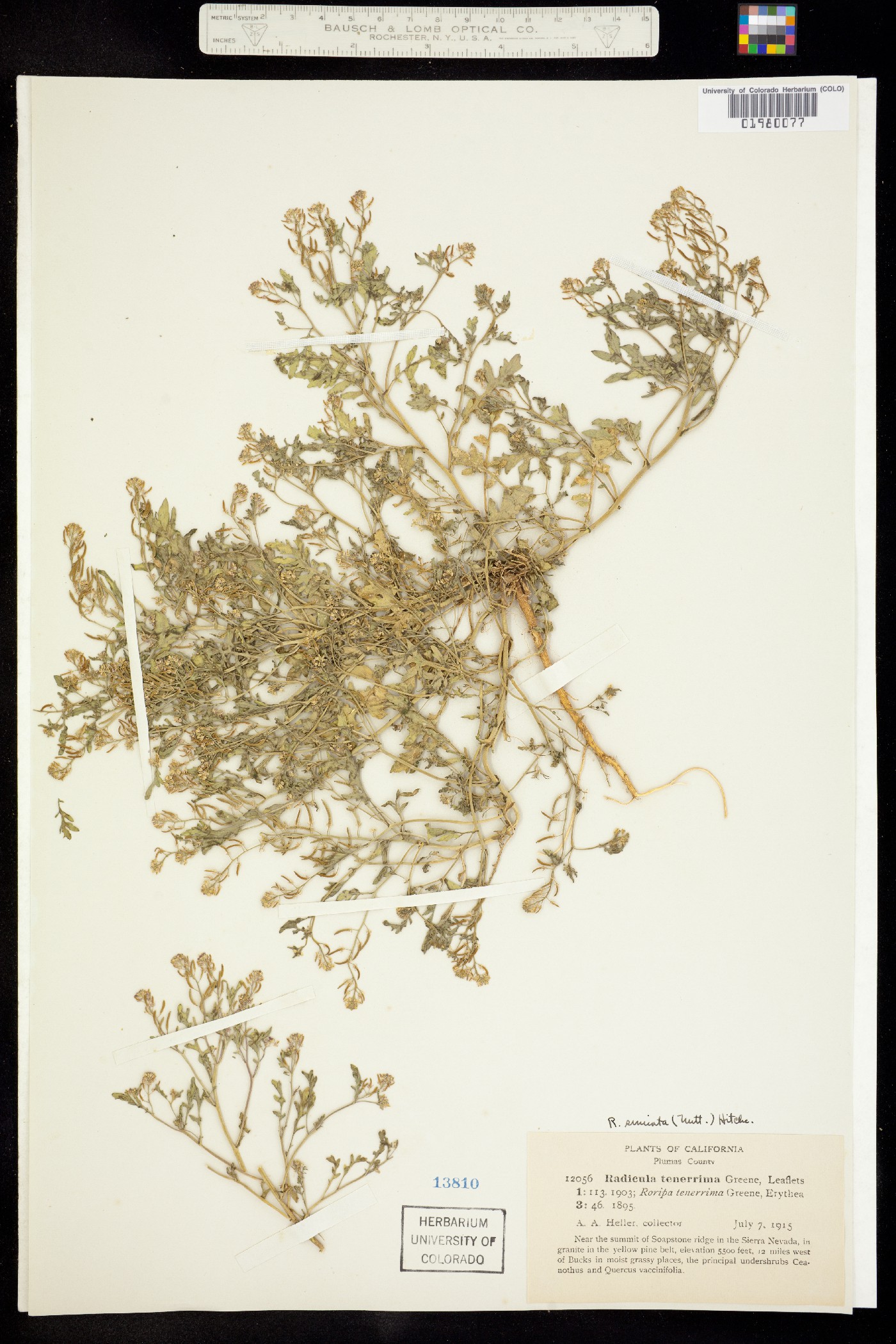 Rorippa sinuata image