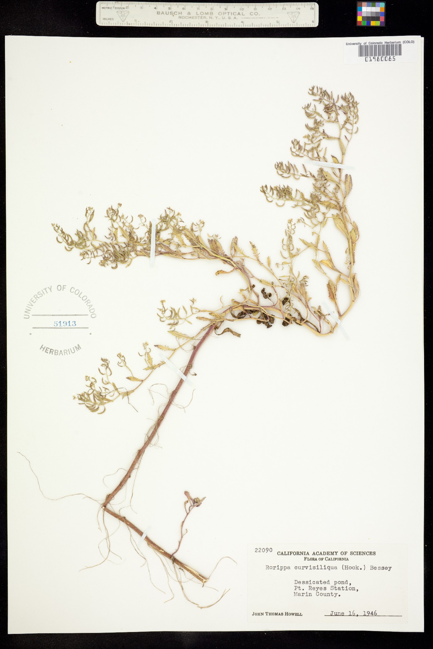 Rorippa sinuata image