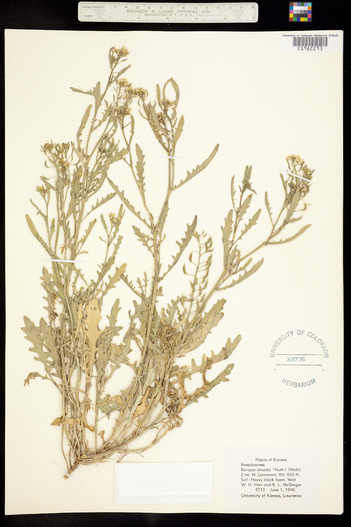 Rorippa sinuata image