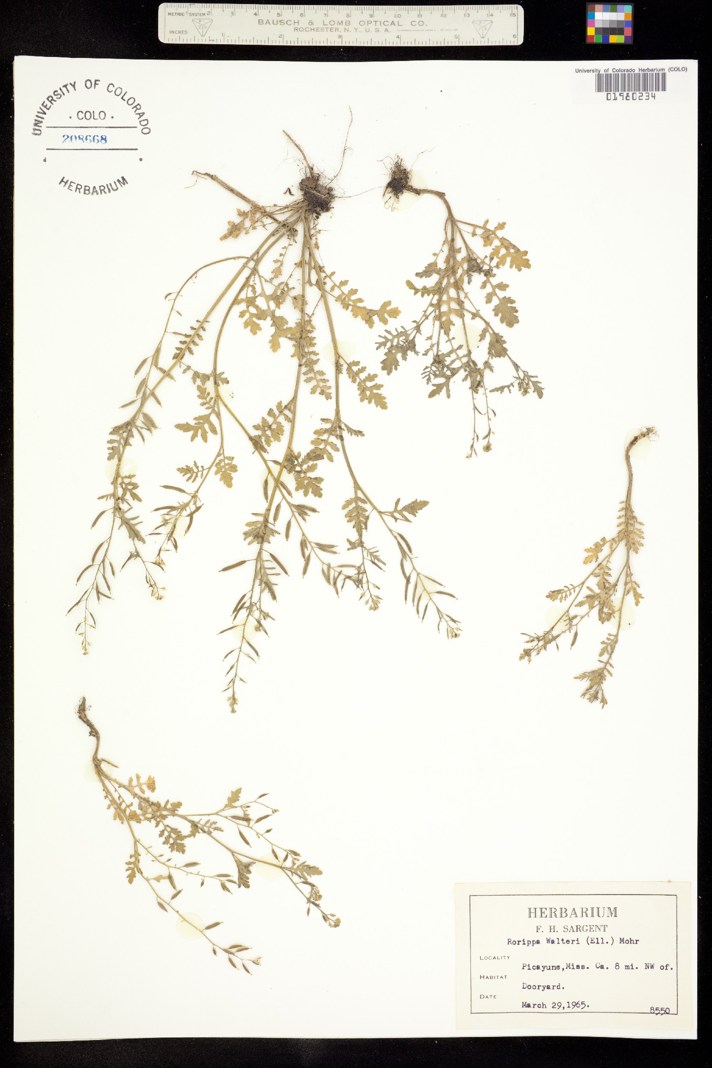 Rorippa teres image