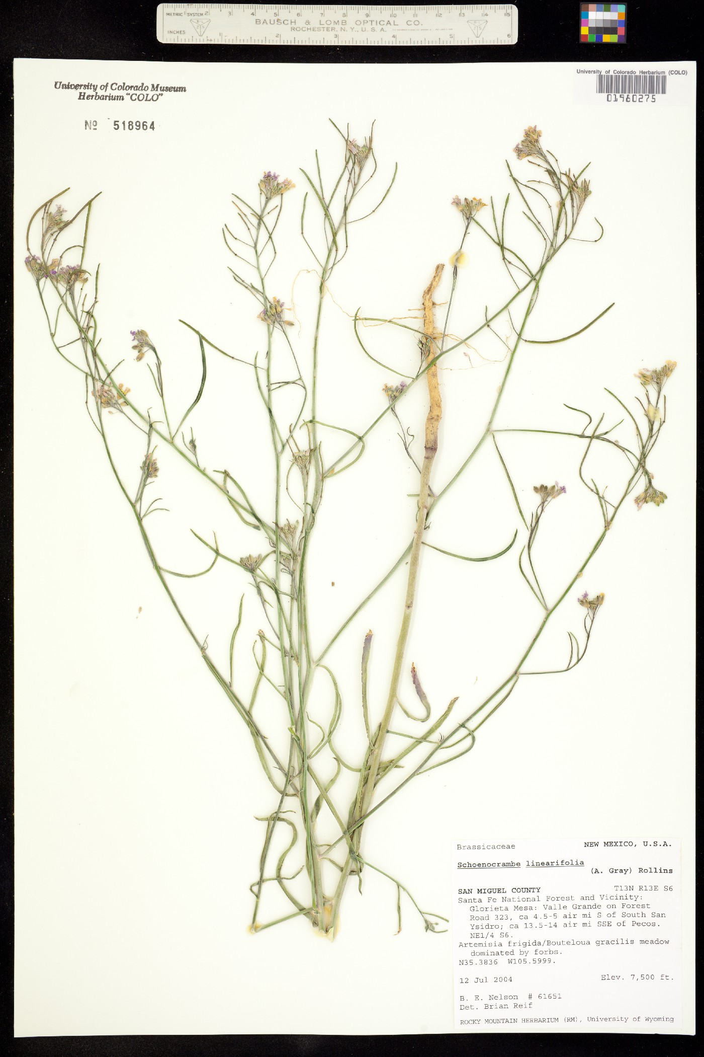 Hesperidanthus linearifolius image