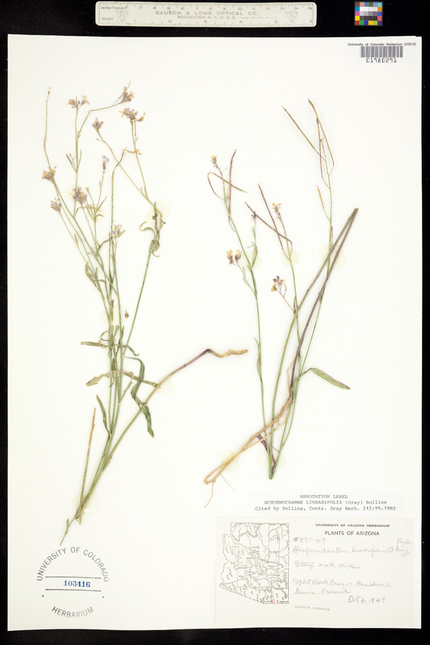 Hesperidanthus linearifolius image