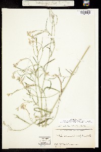 Hesperidanthus linearifolius image