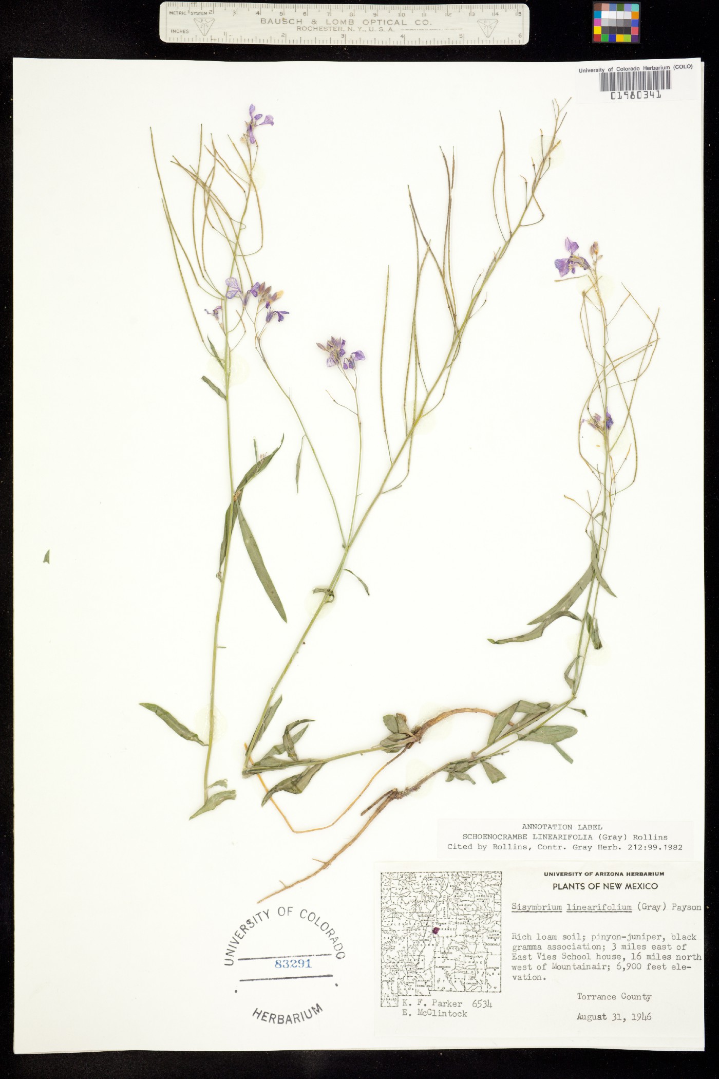 Hesperidanthus image