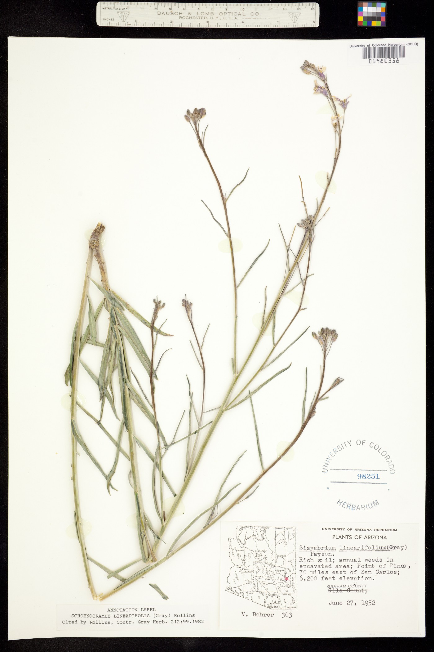 Hesperidanthus linearifolius image