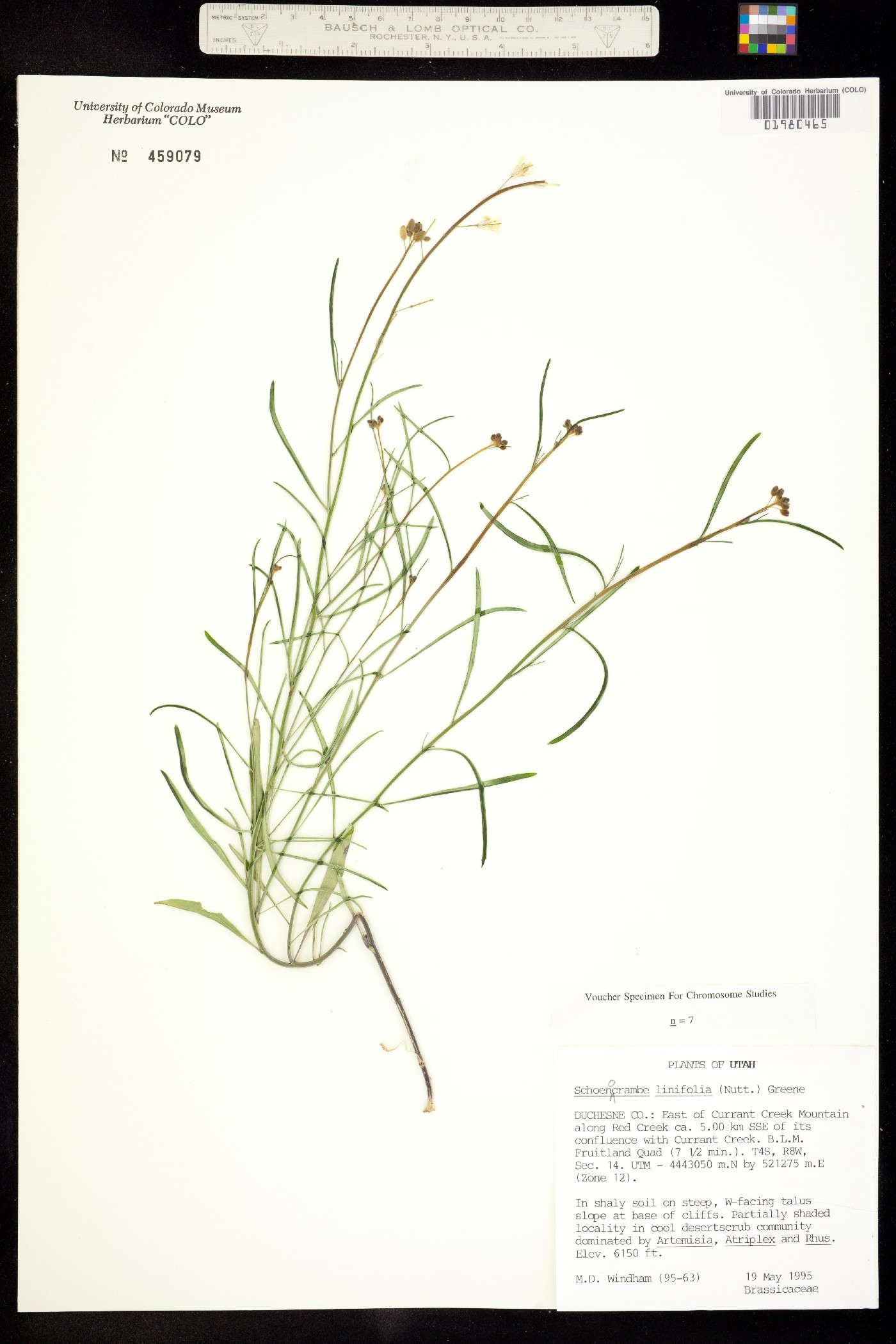 Sisymbrium linifolium image
