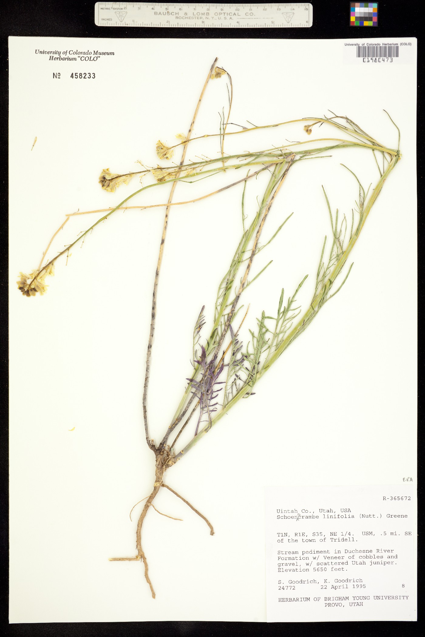 Sisymbrium linifolium image