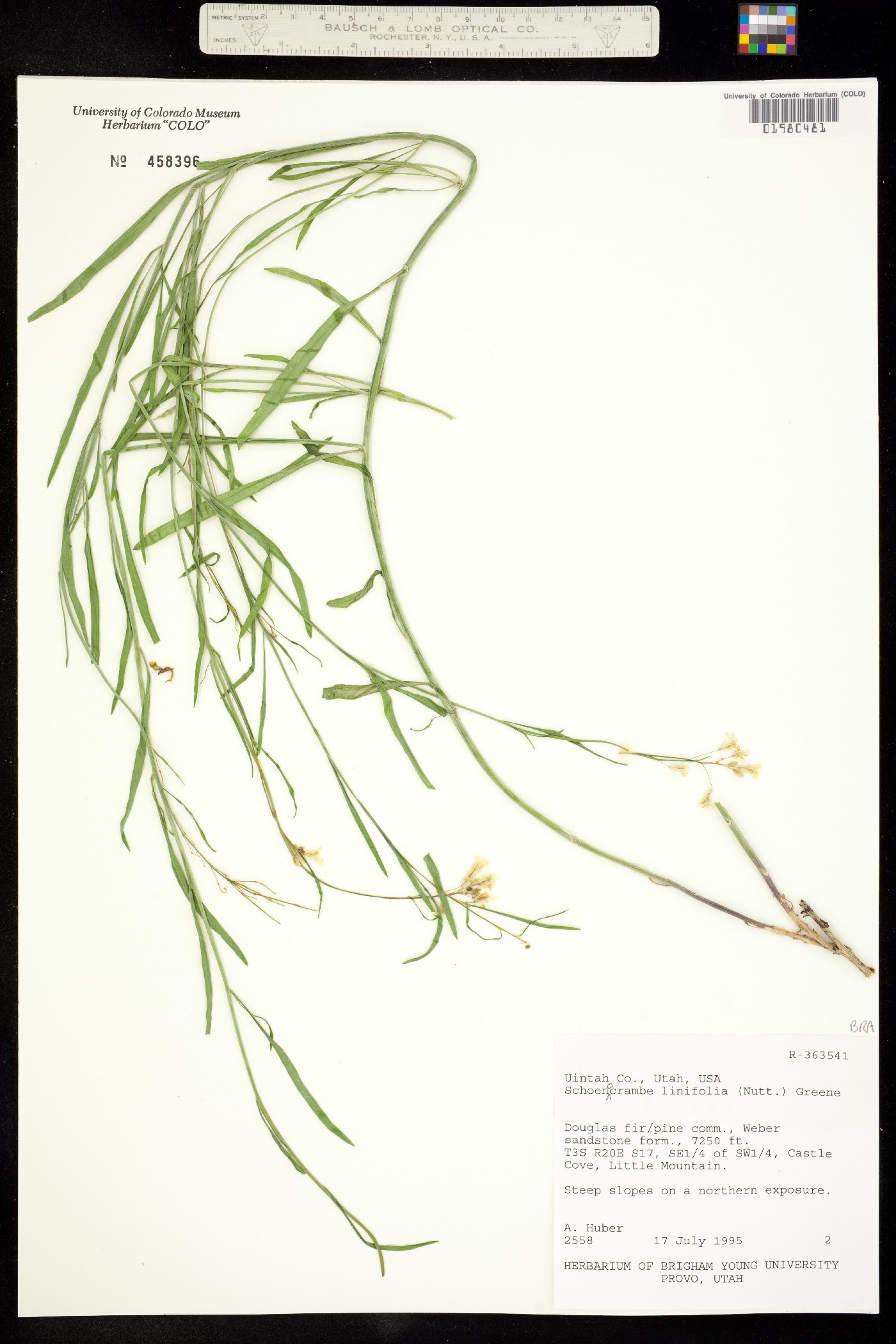 Sisymbrium linifolium image