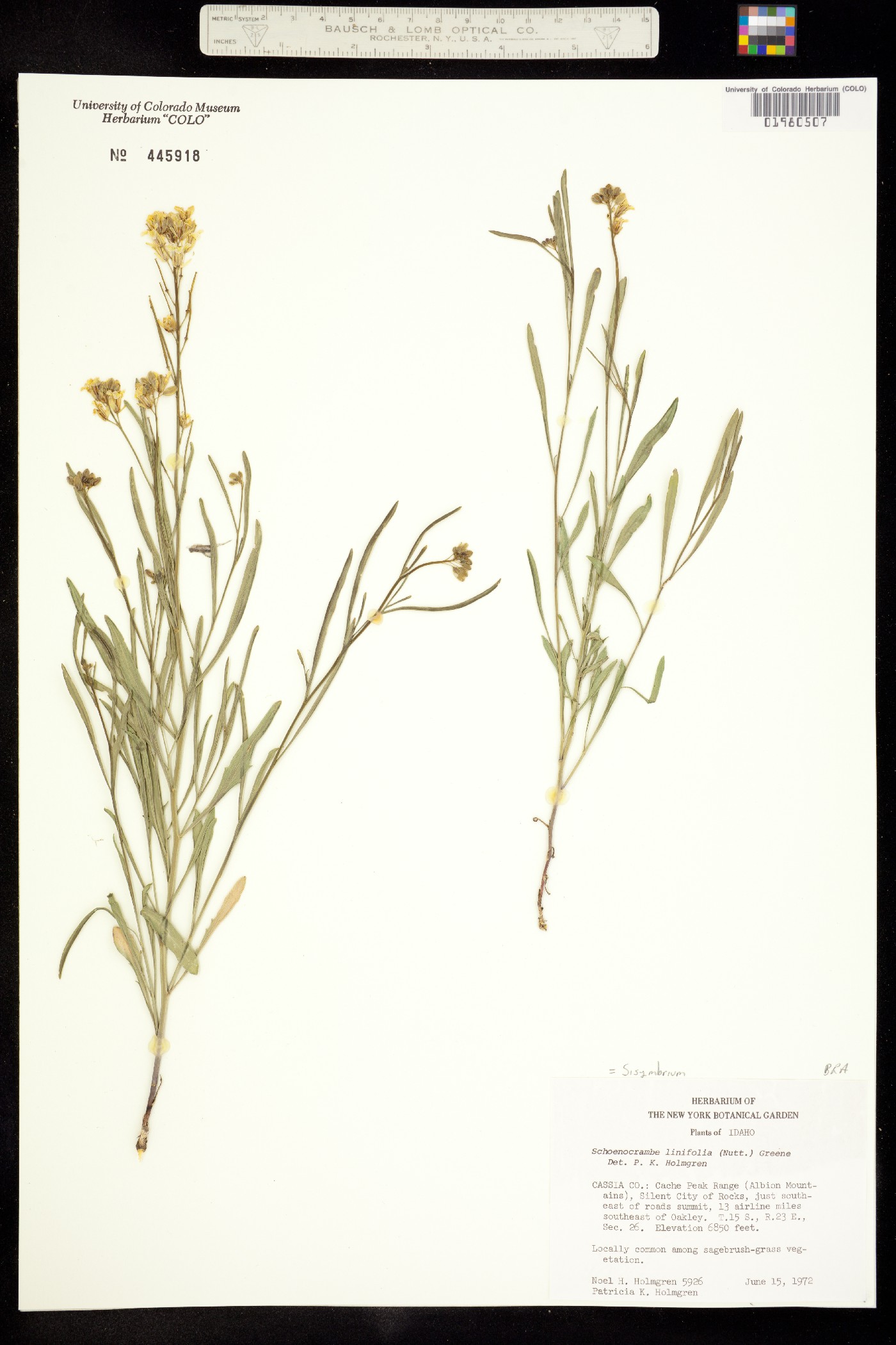 Sisymbrium image