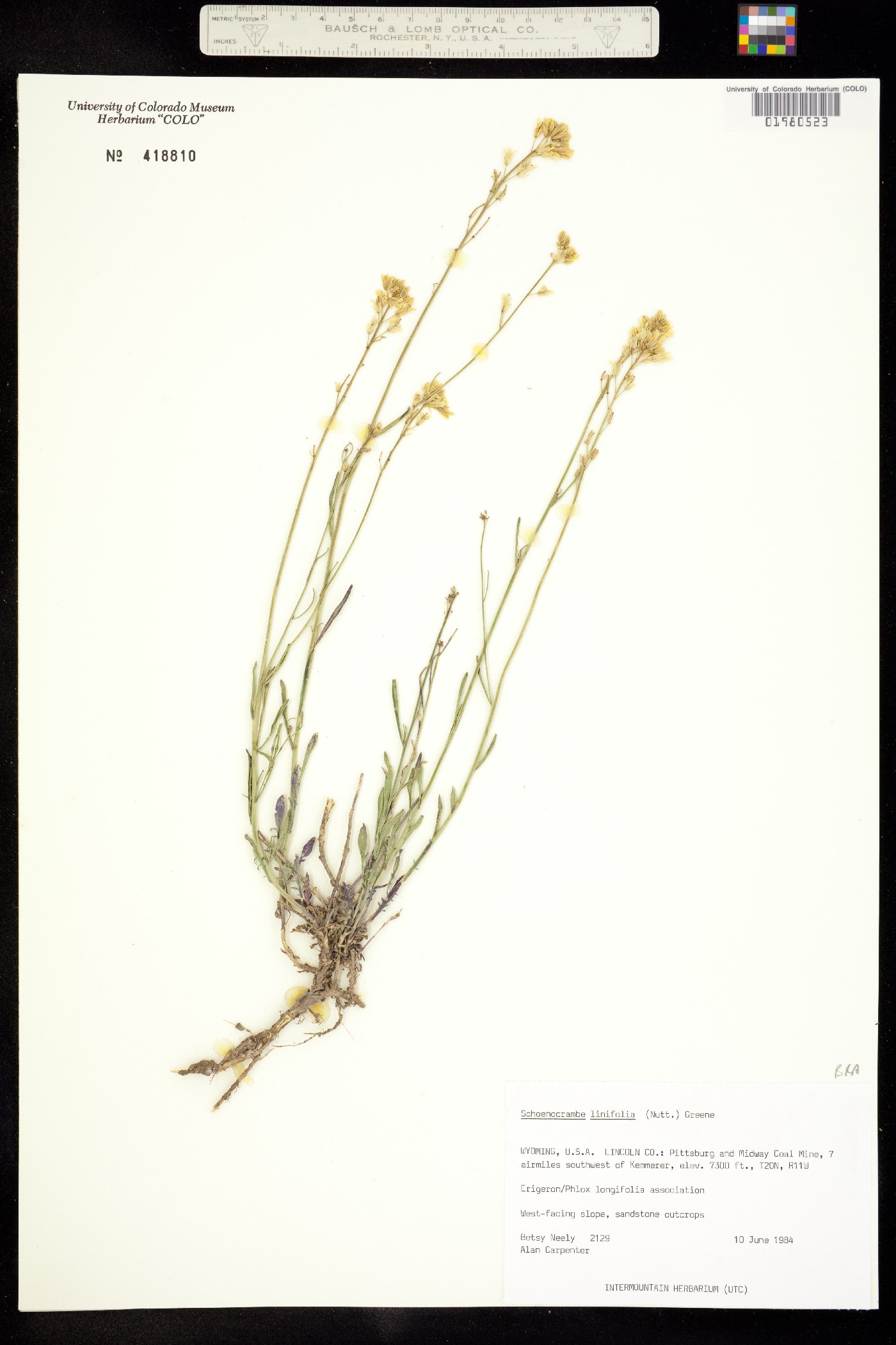 Sisymbrium image