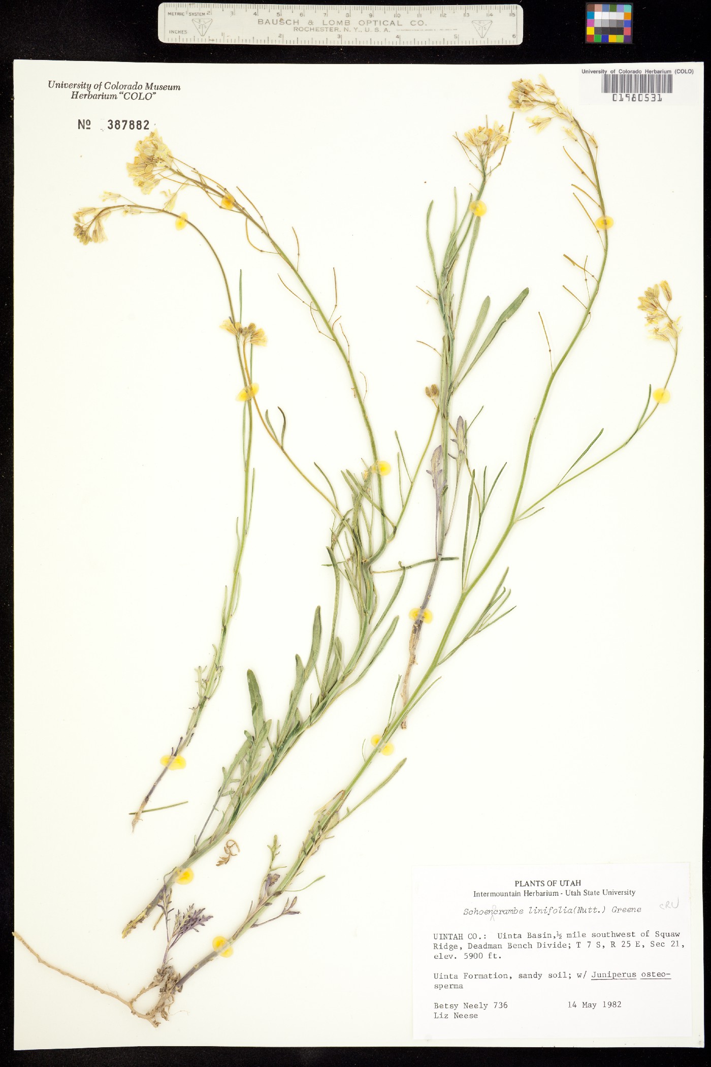Sisymbrium linifolium image