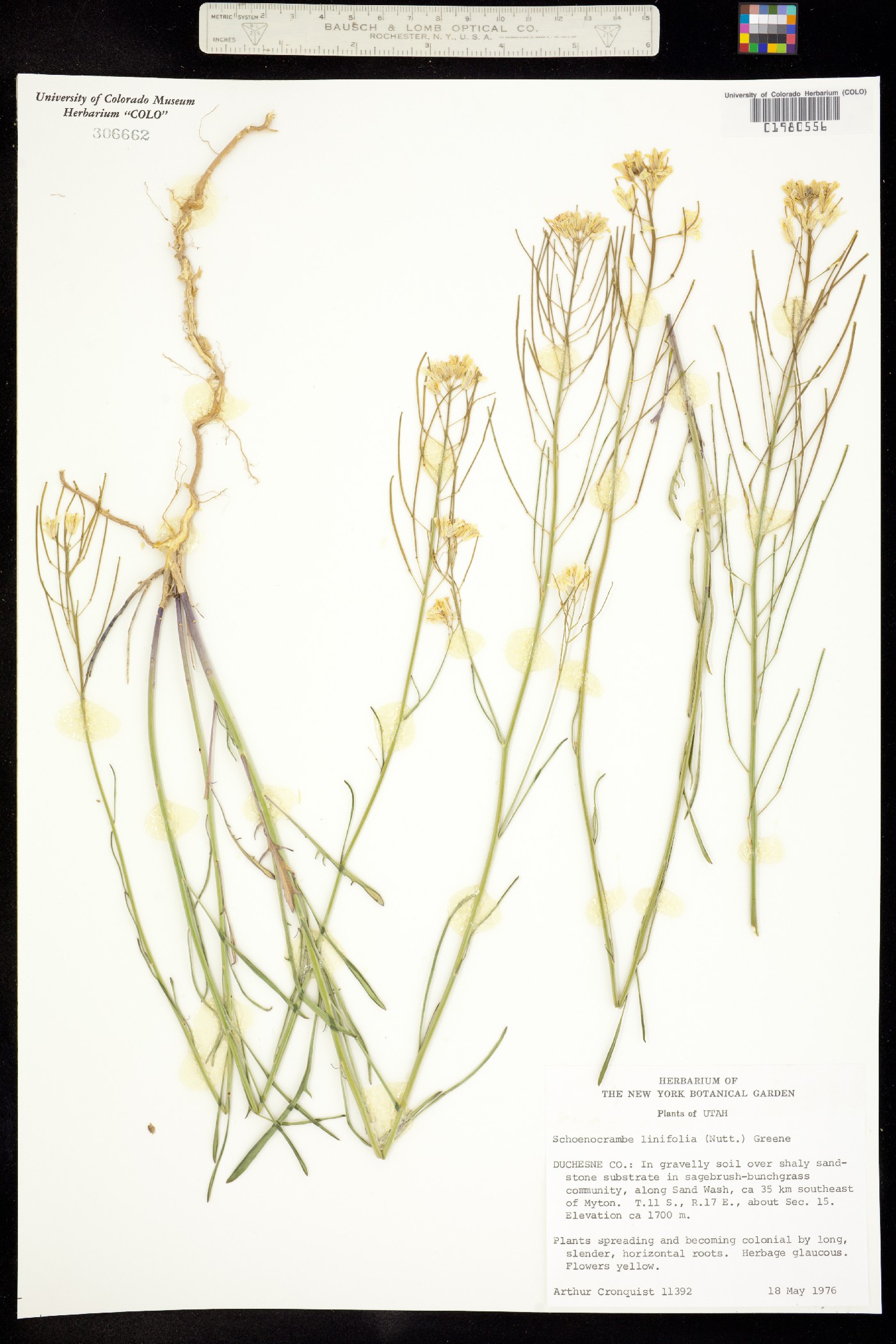 Sisymbrium linifolium image