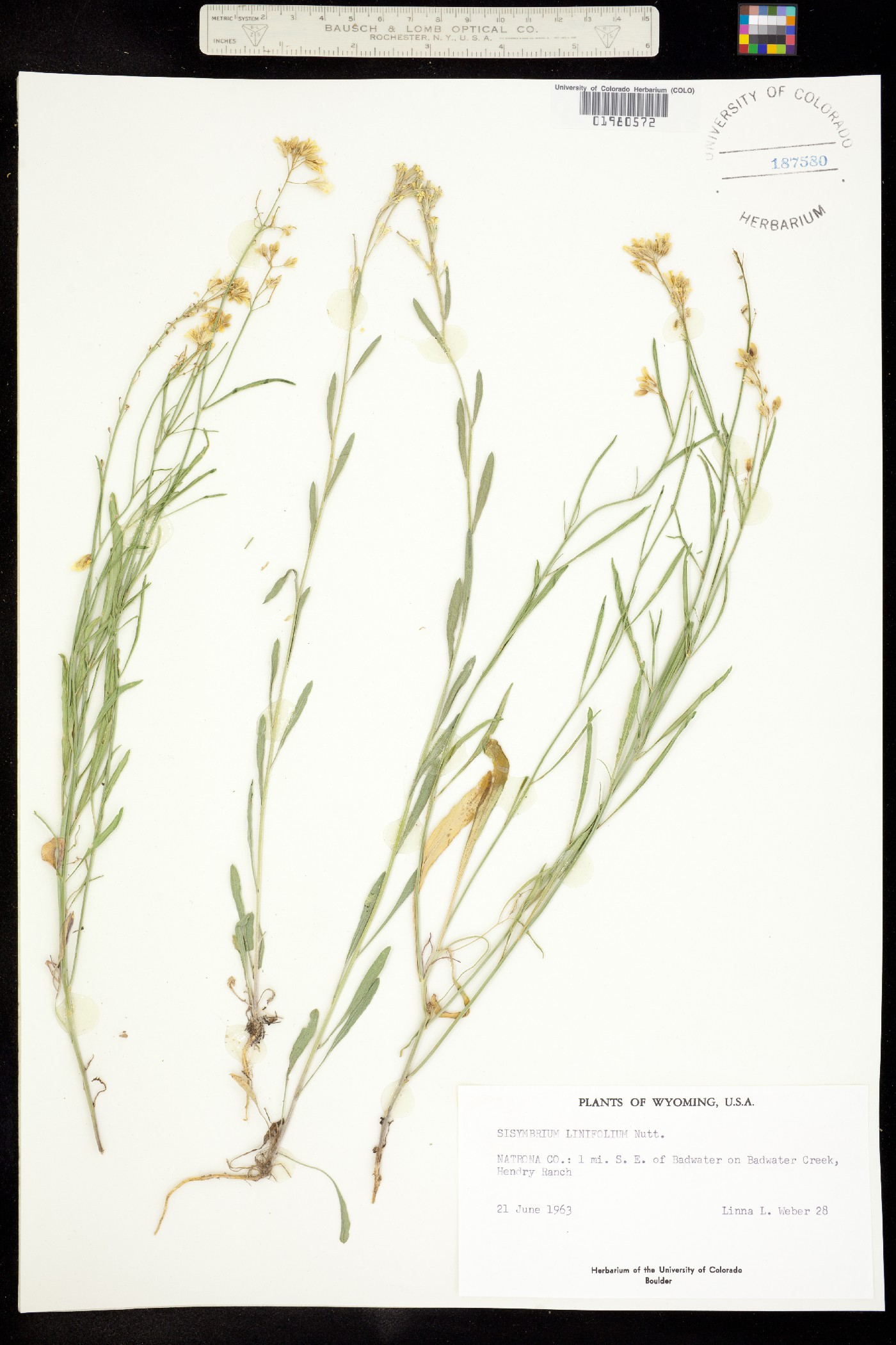 Sisymbrium linifolium image