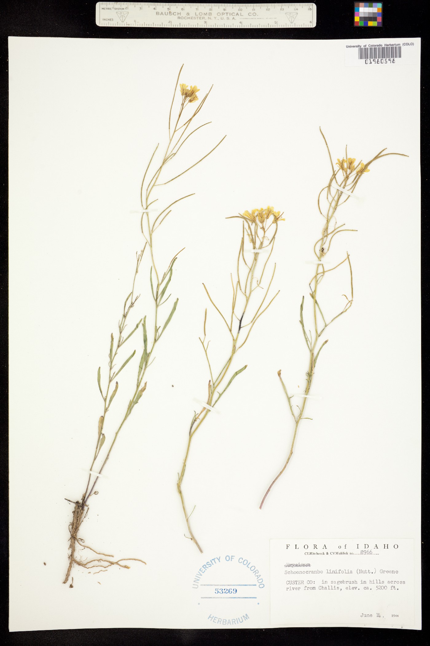 Sisymbrium linifolium image