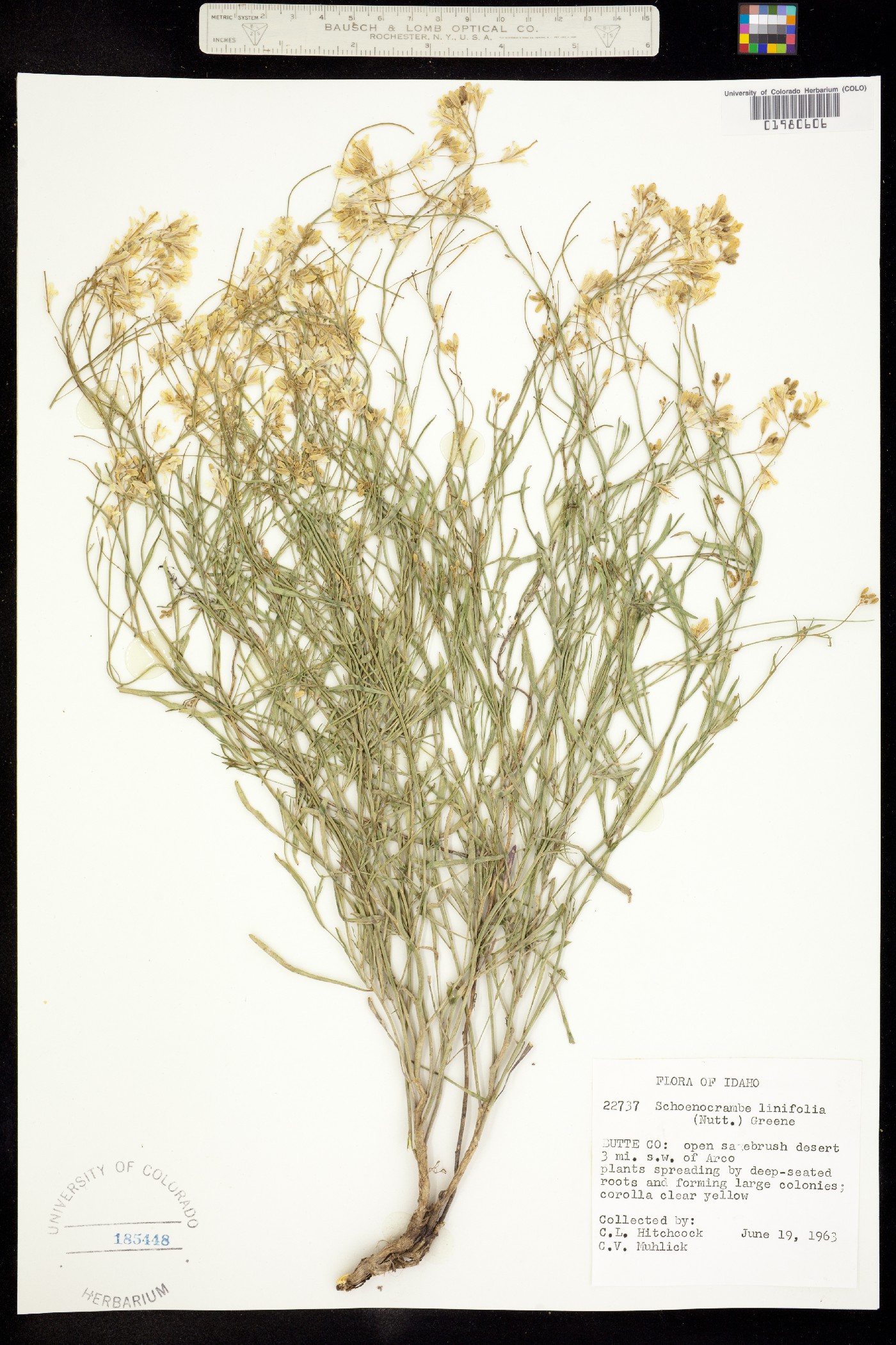 Sisymbrium image