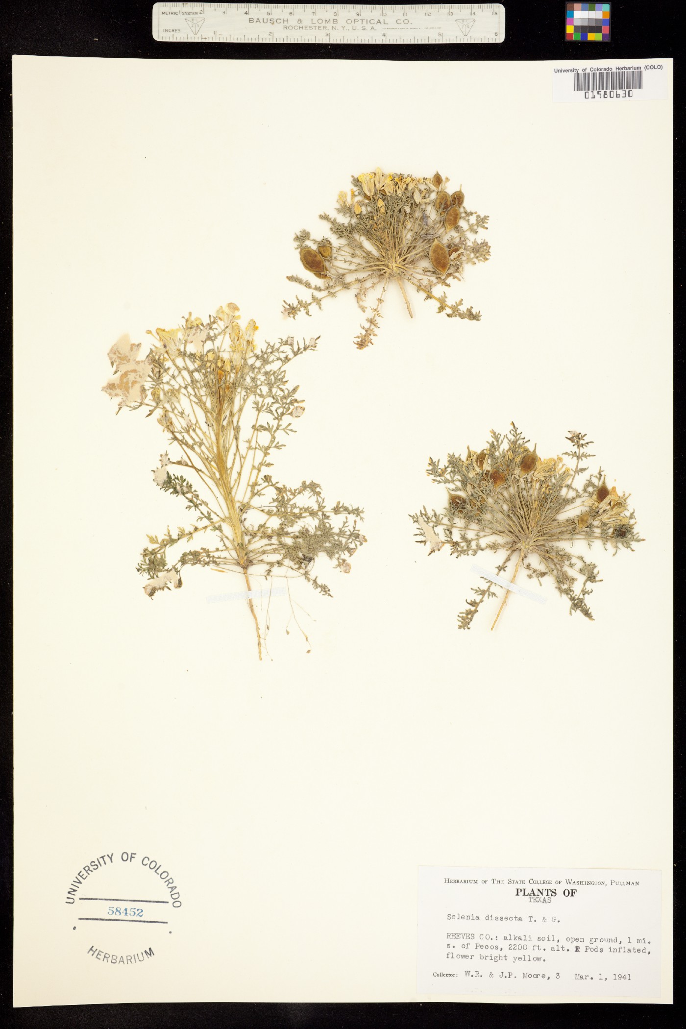 Selenia aurea image
