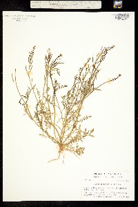 Image of Planodes virginica