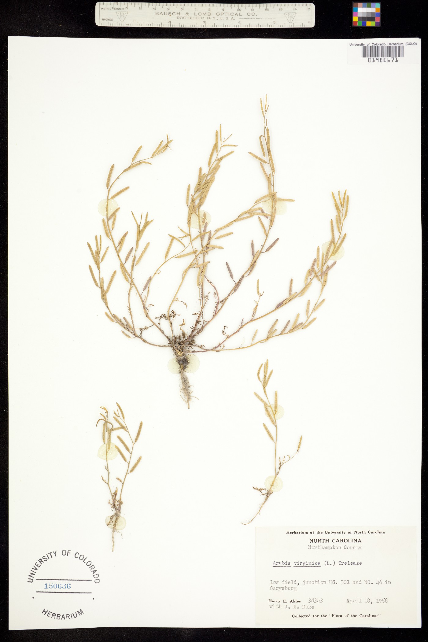Planodes virginica image