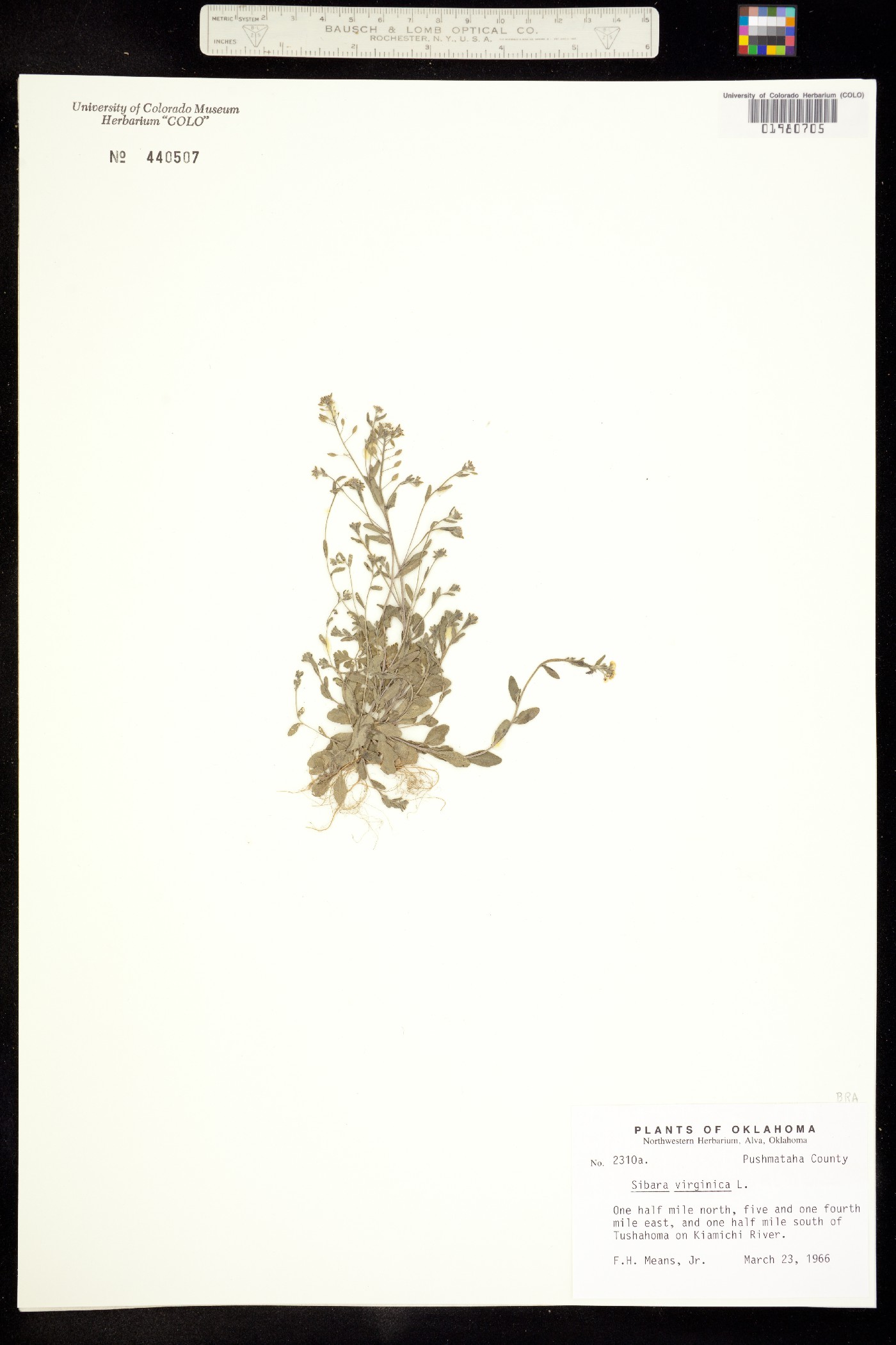 Planodes virginica image
