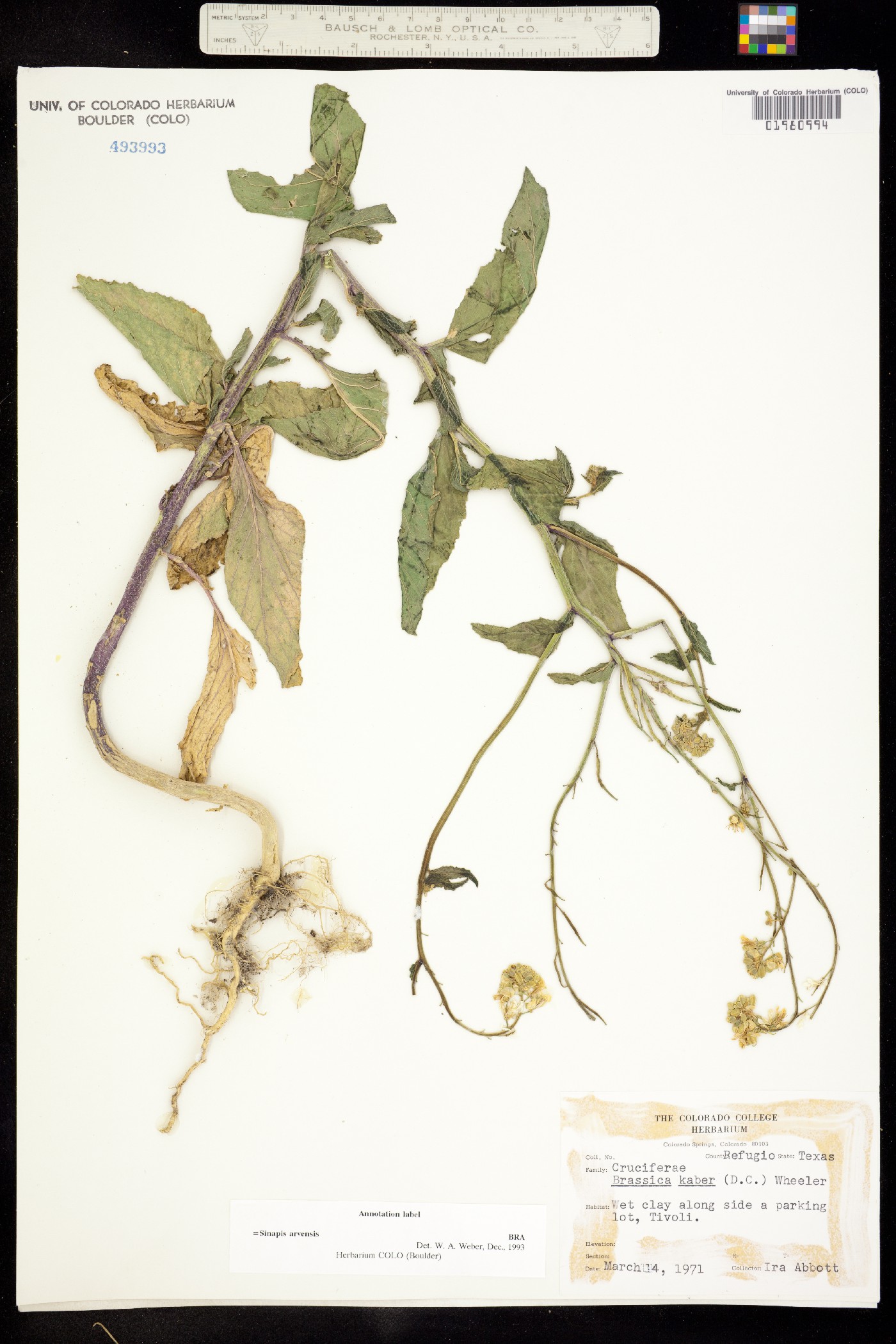 Sinapis arvensis image