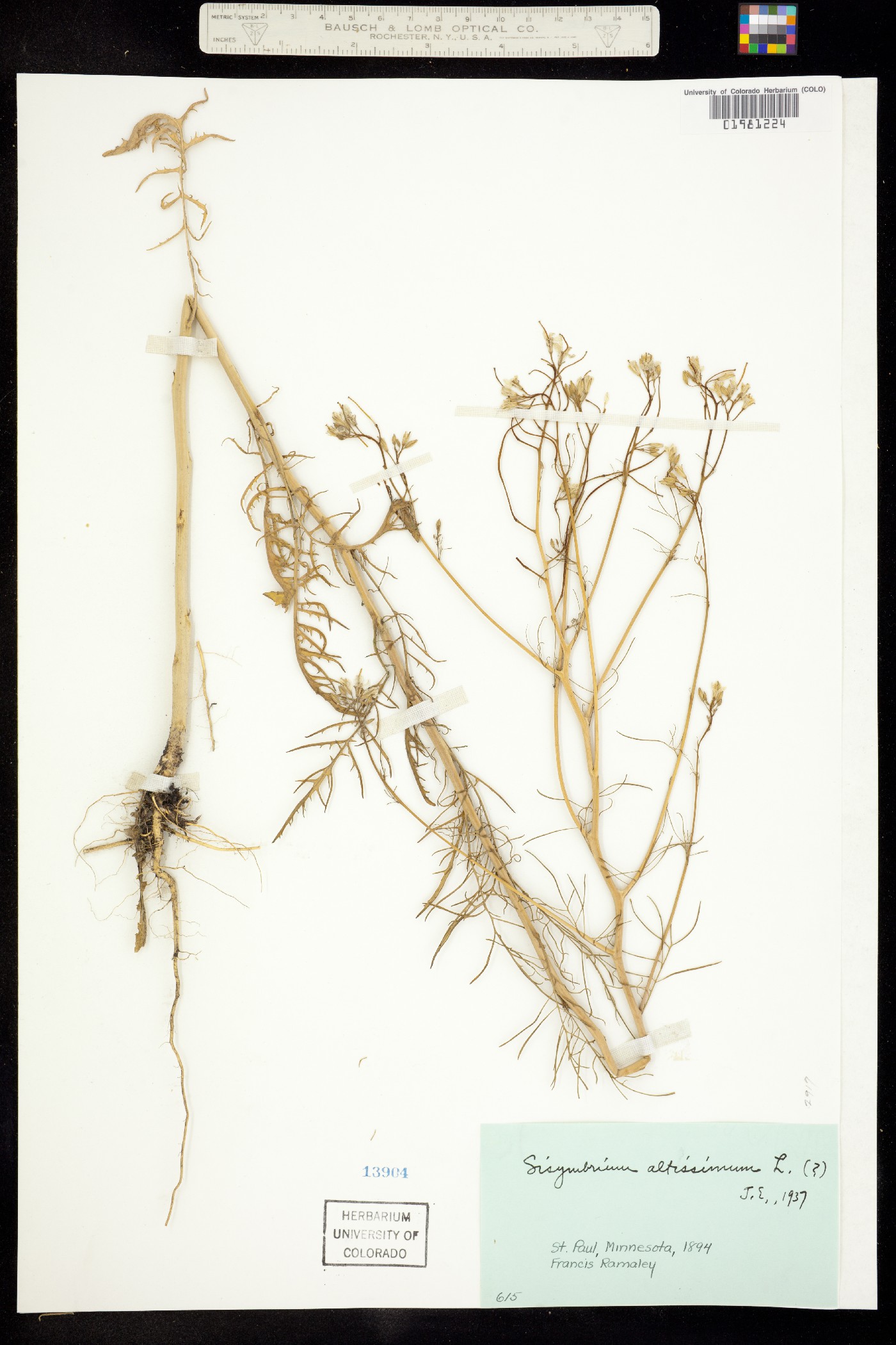 Sisymbrium image