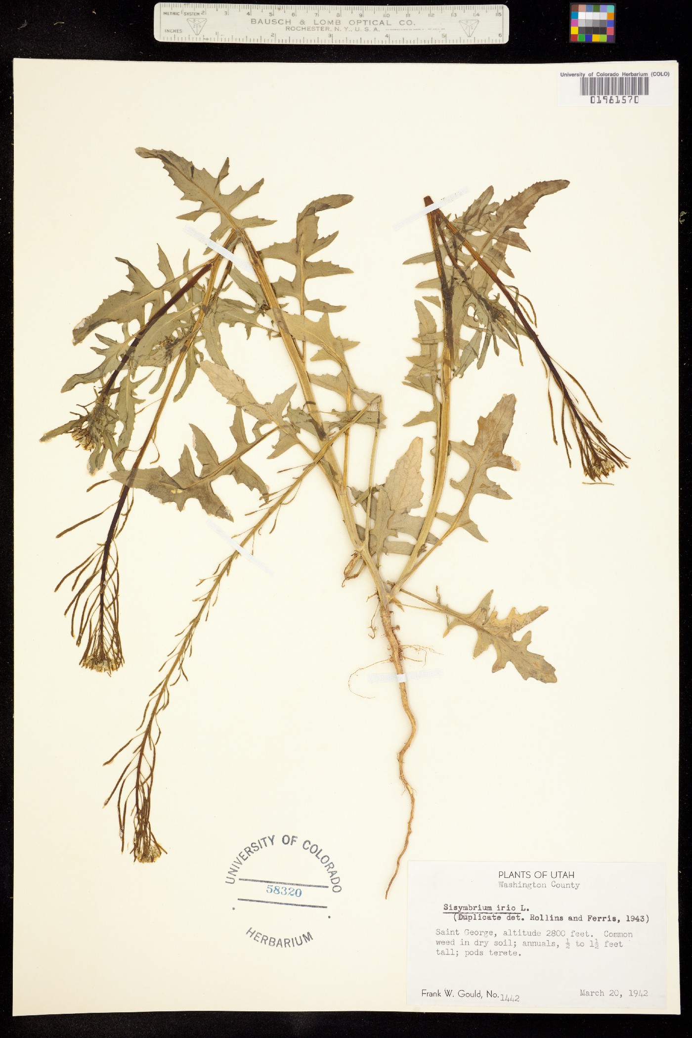 Sisymbrium irio image