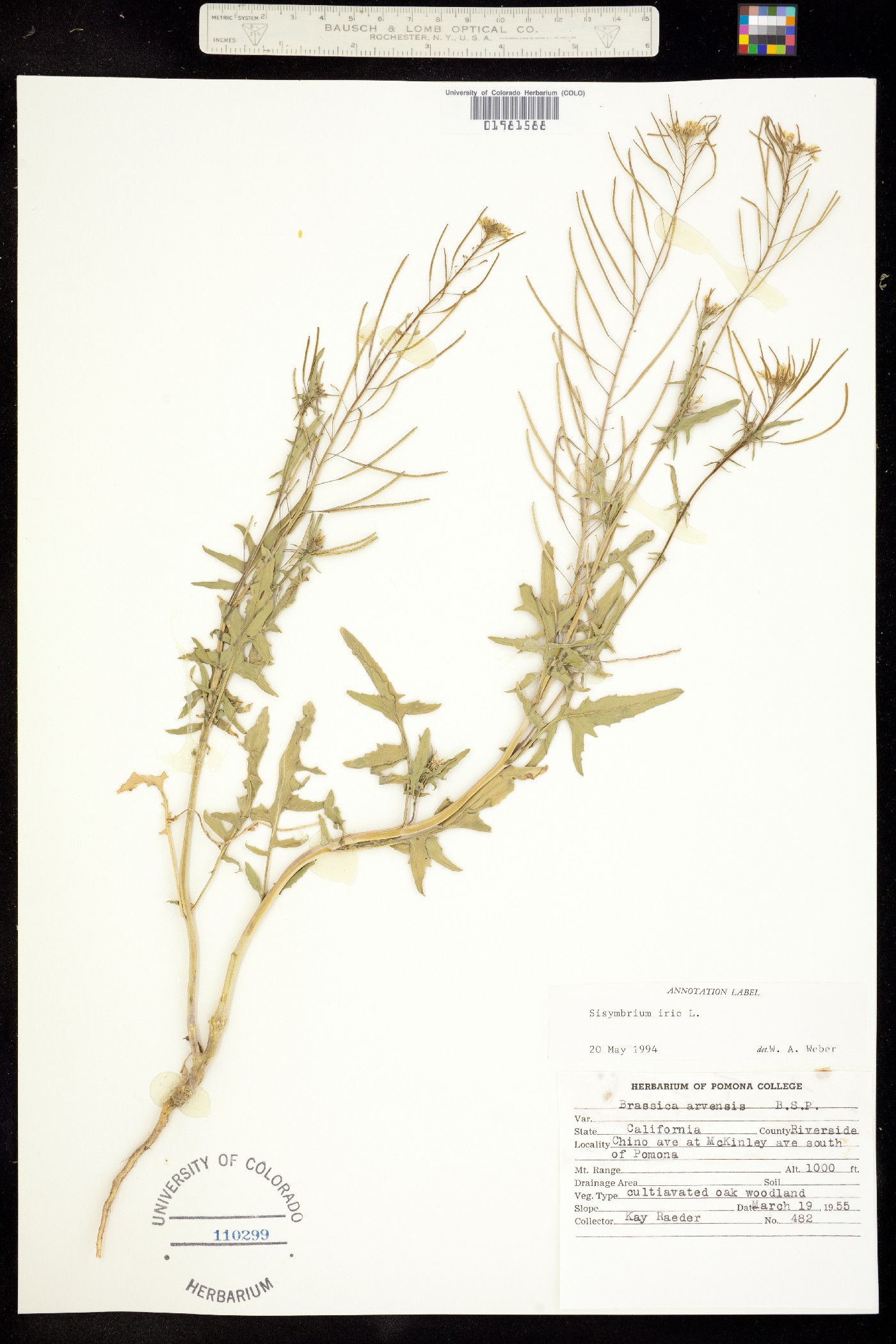 Sisymbrium irio image