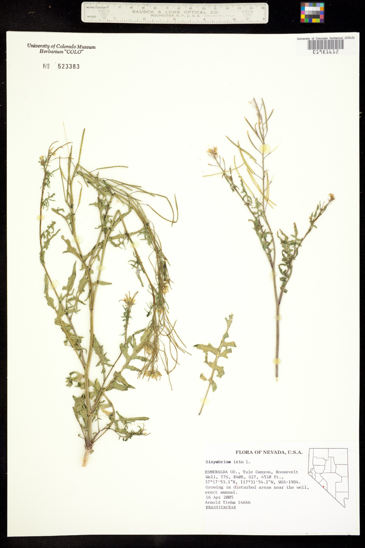 Sisymbrium irio image