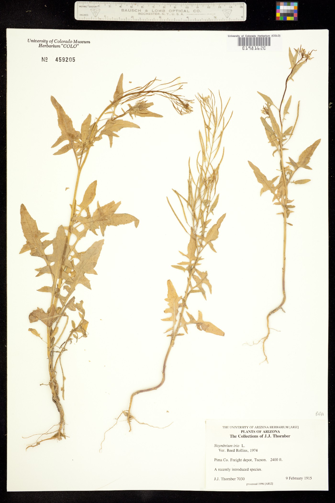 Sisymbrium irio image