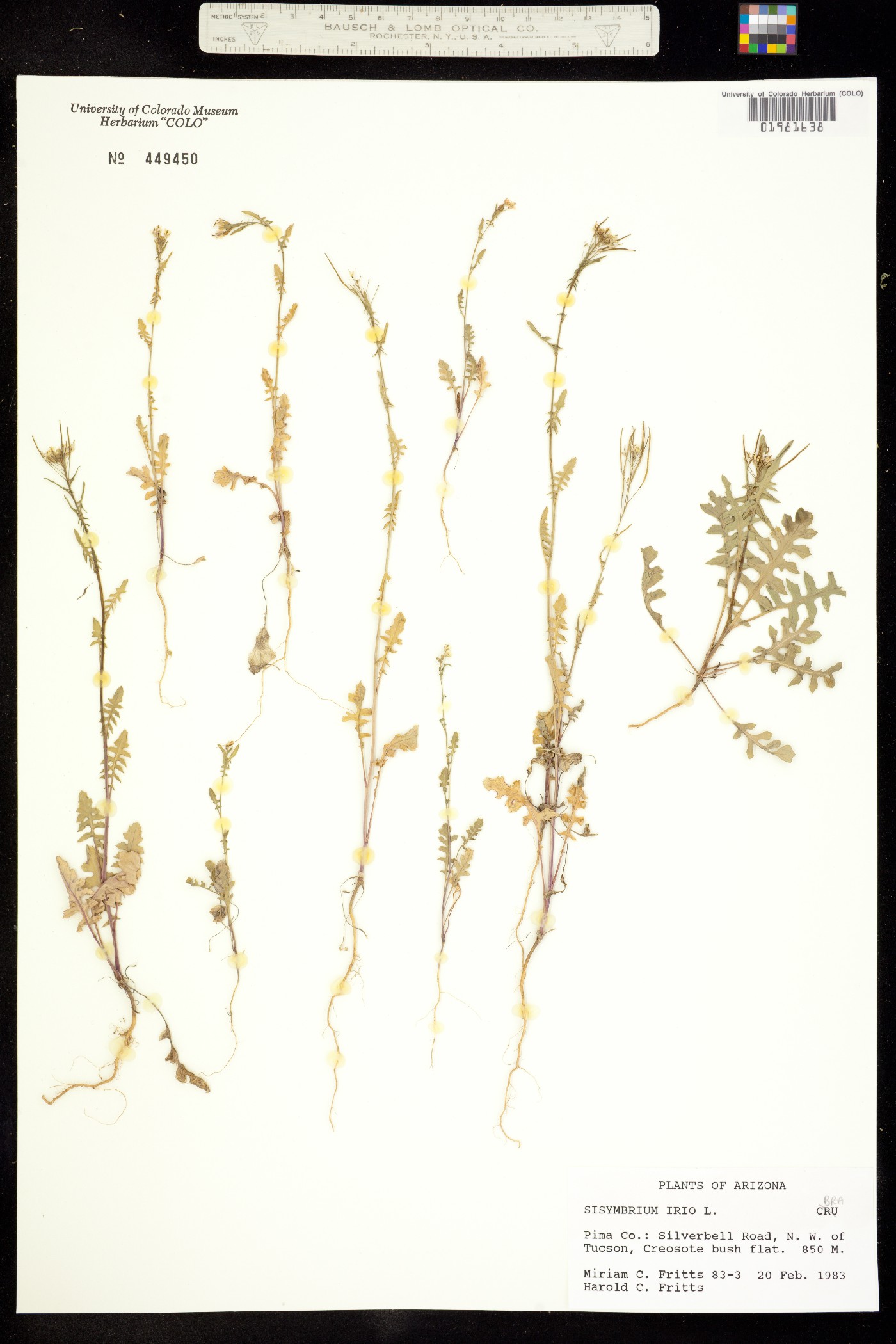 Sisymbrium irio image