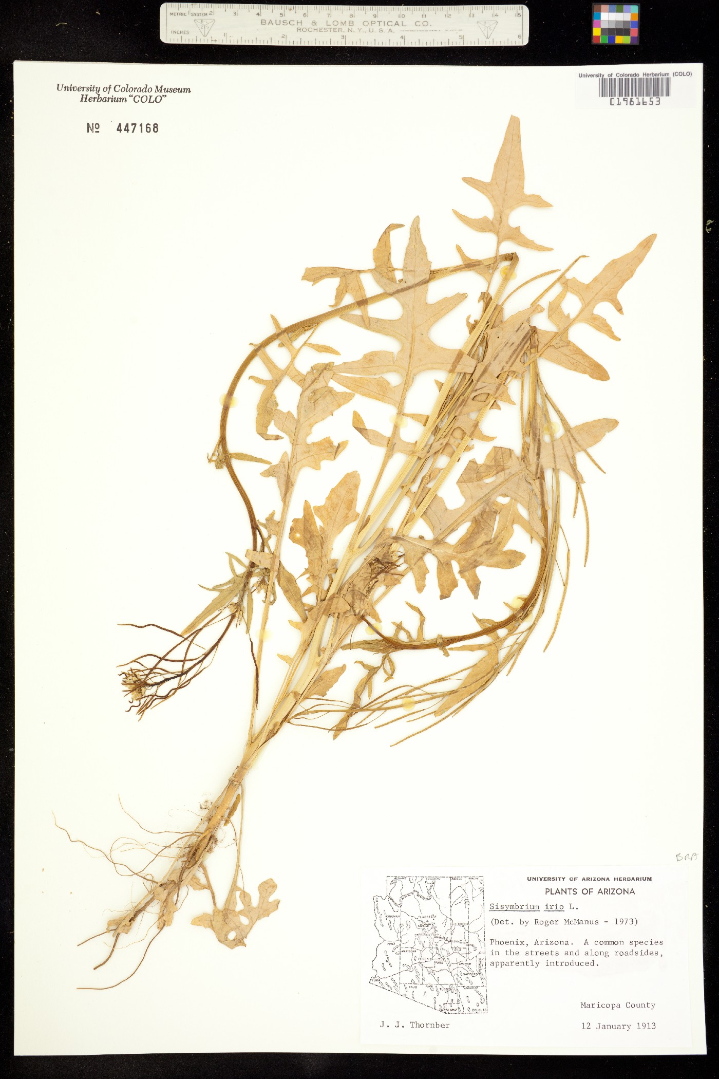 Sisymbrium irio image
