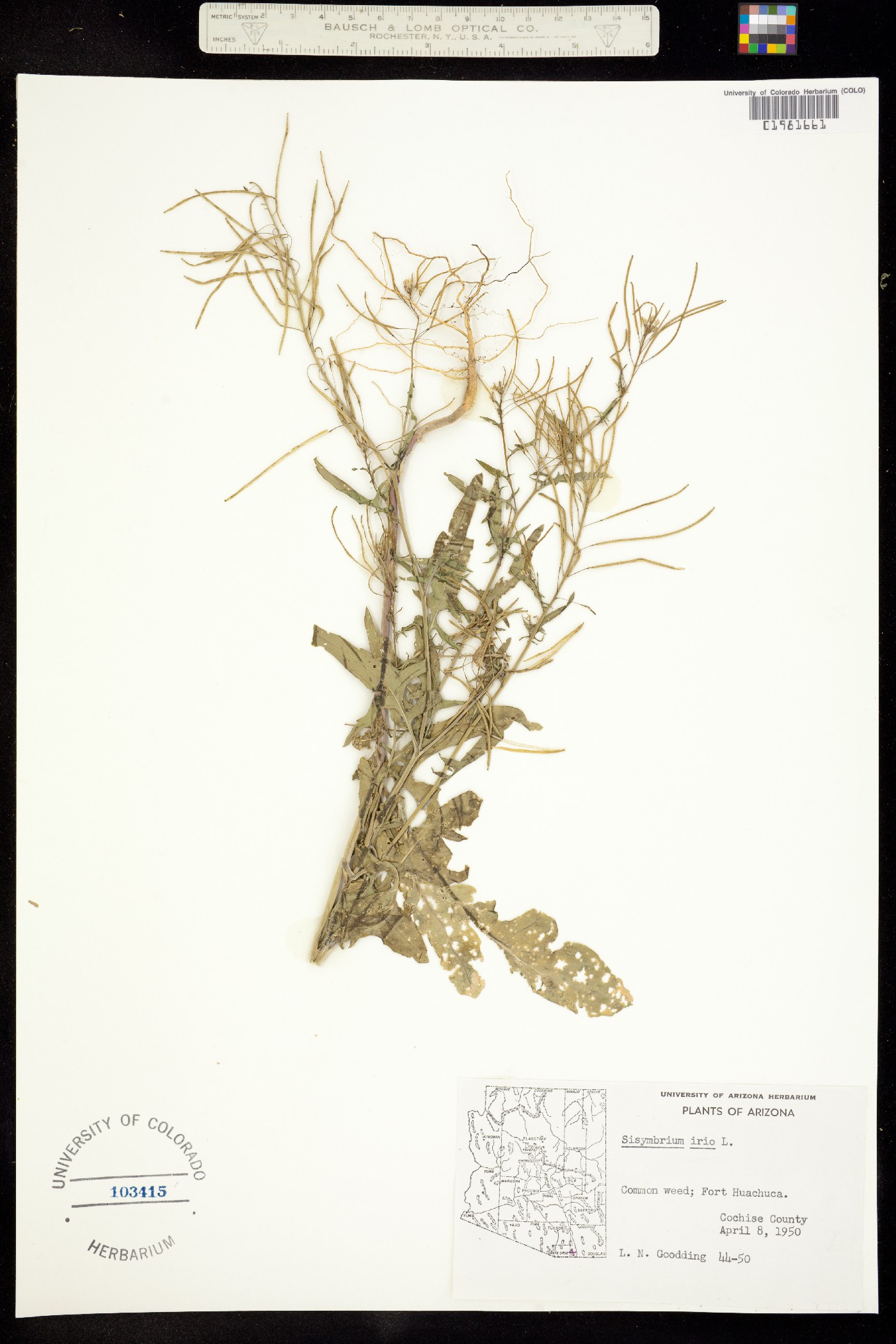 Sisymbrium image