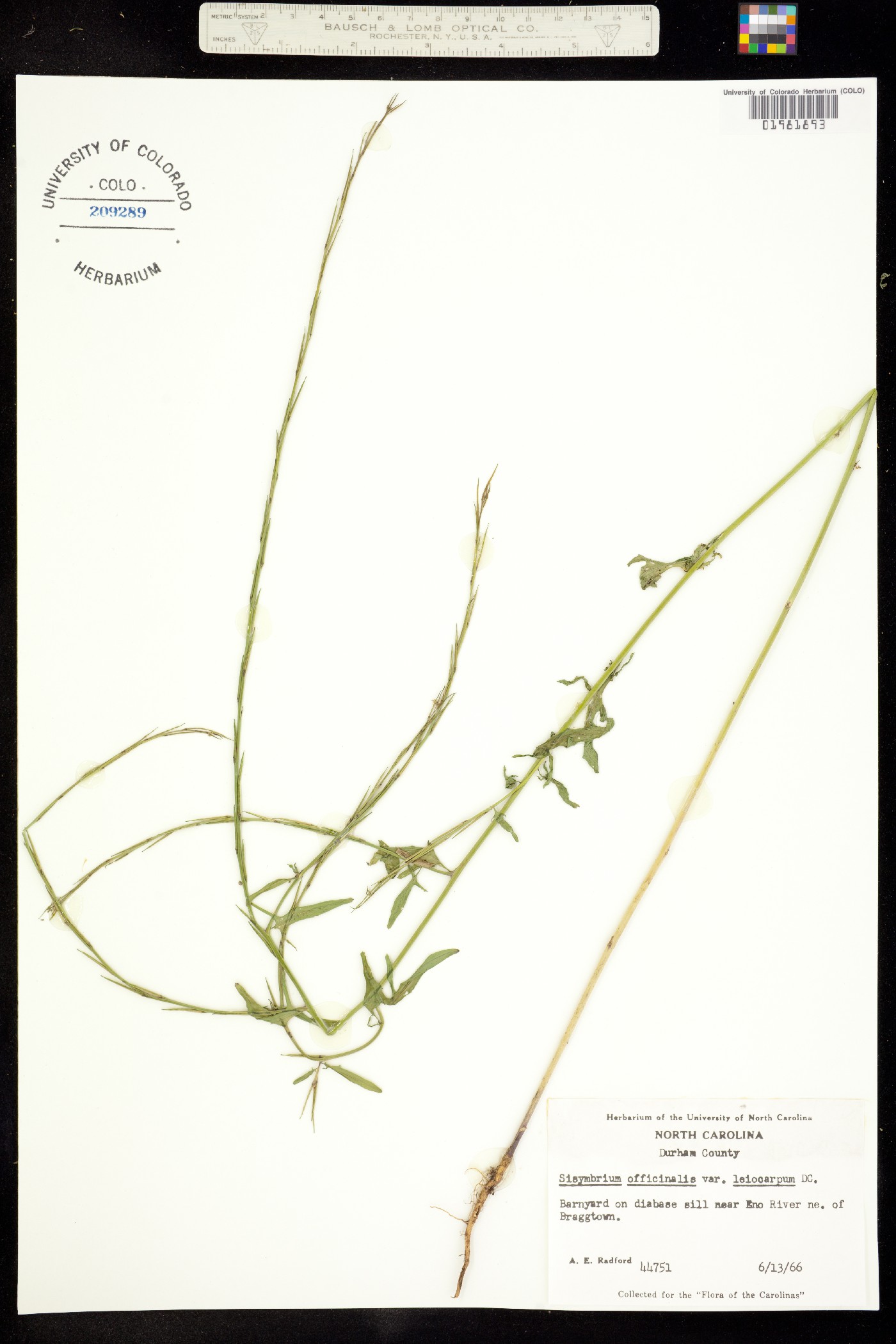 Sisymbrium officinale image
