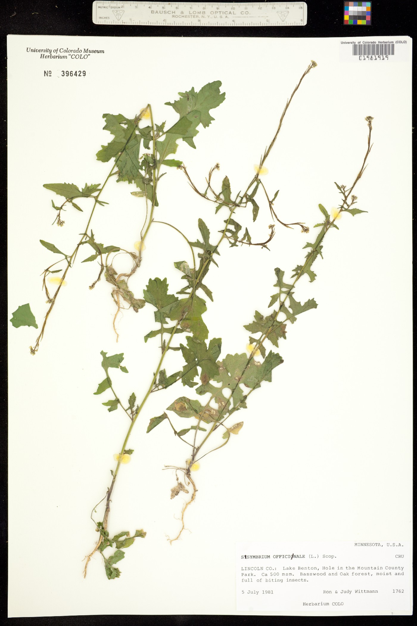 Sisymbrium officinale image