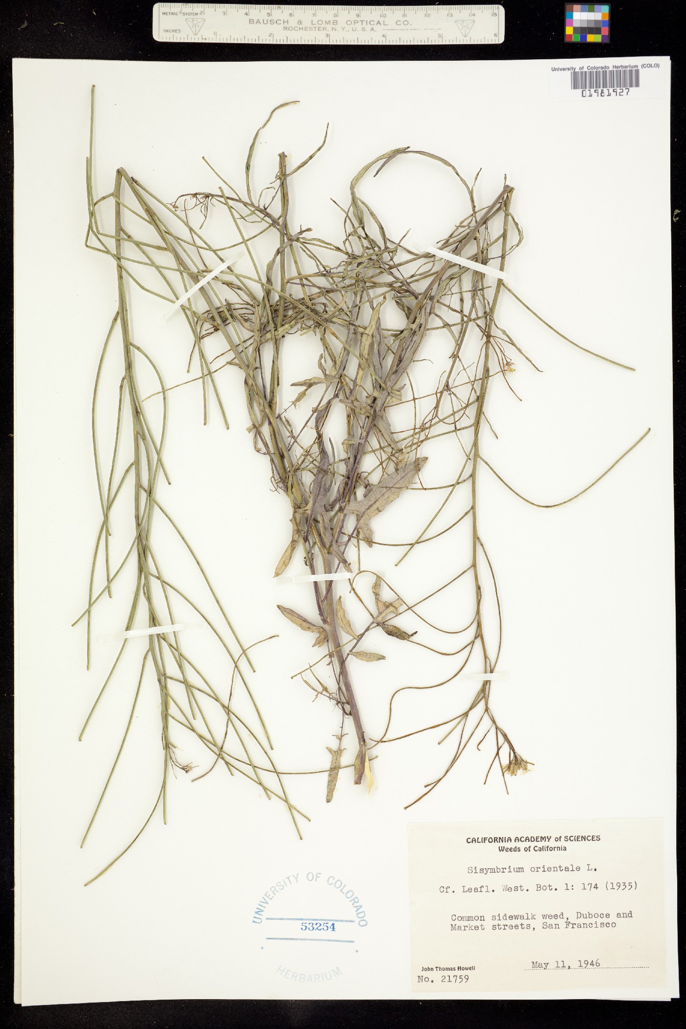 Sisymbrium orientale image