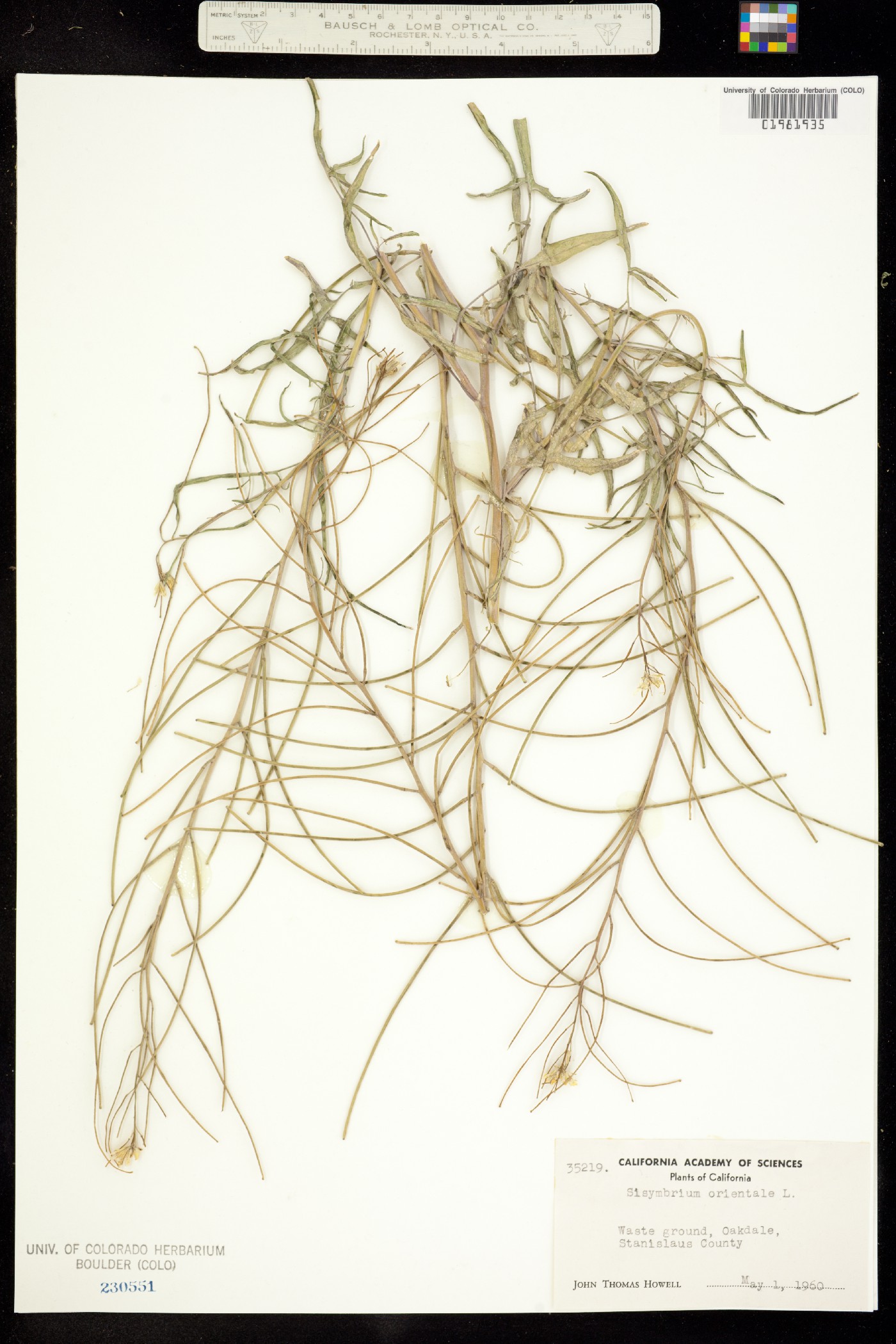 Sisymbrium orientale image