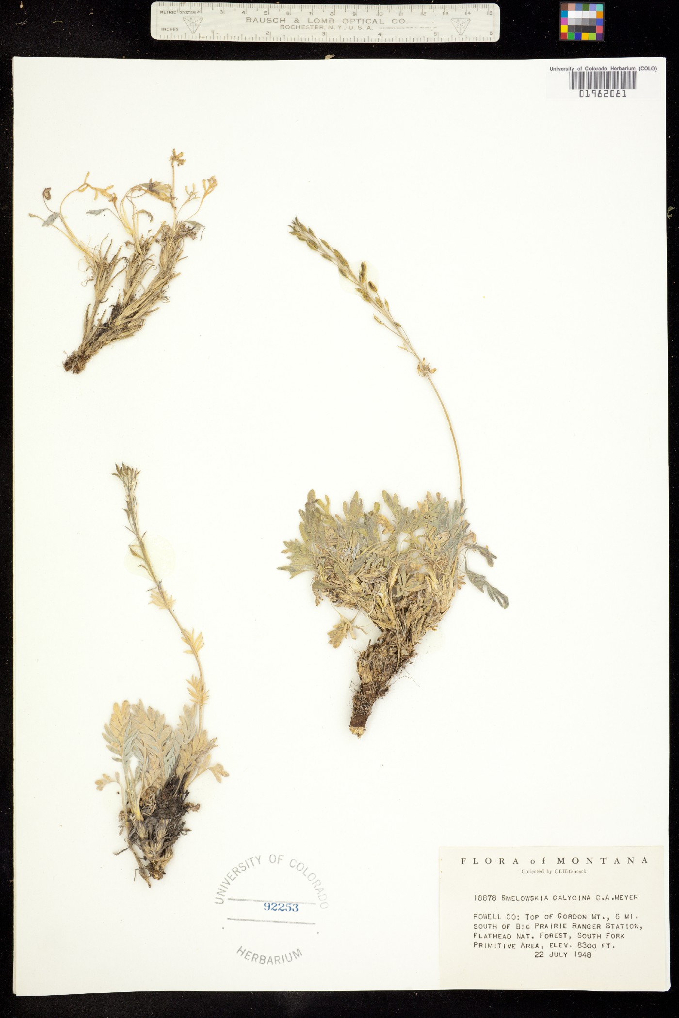 Smelowskia image