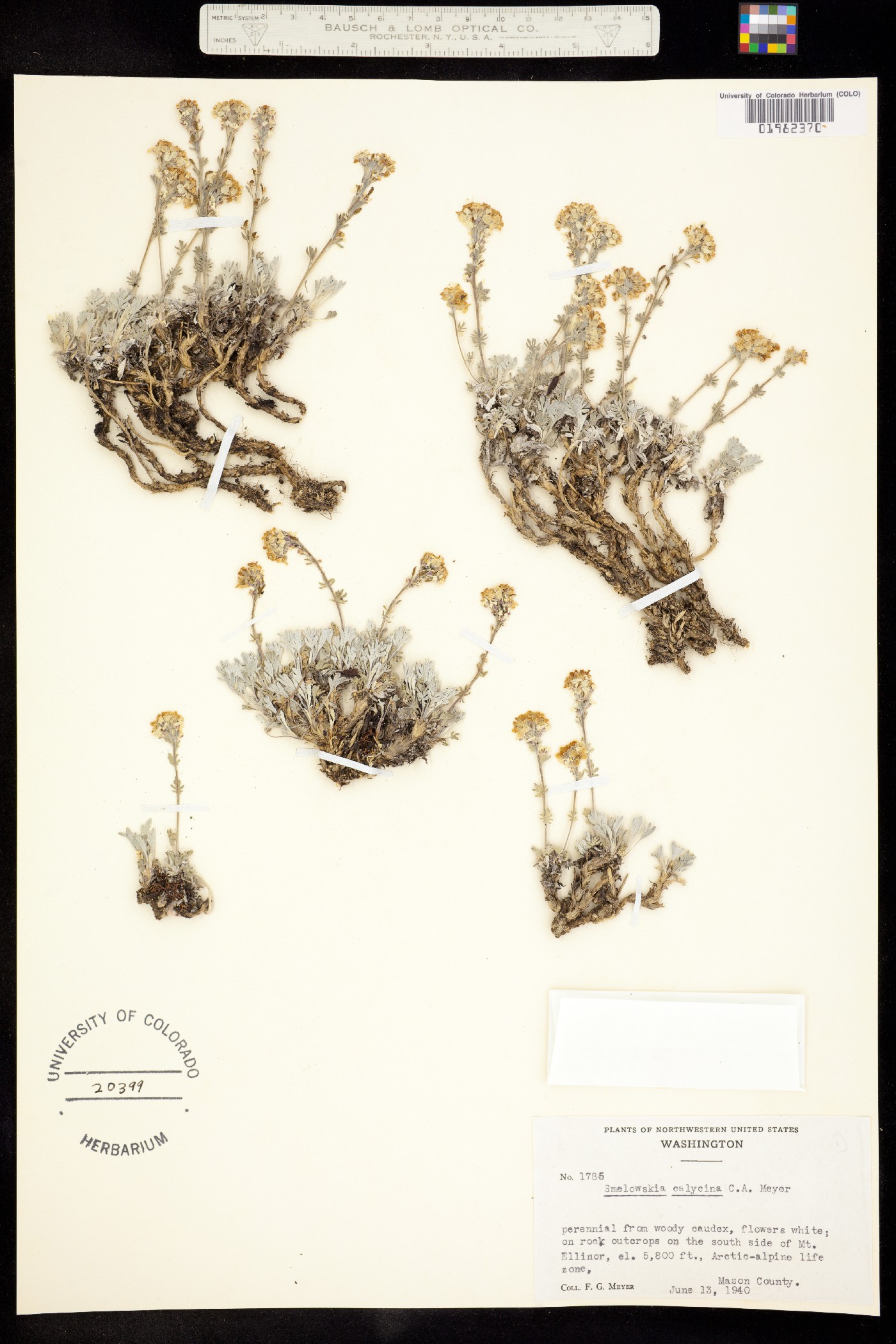 Smelowskia calycina image