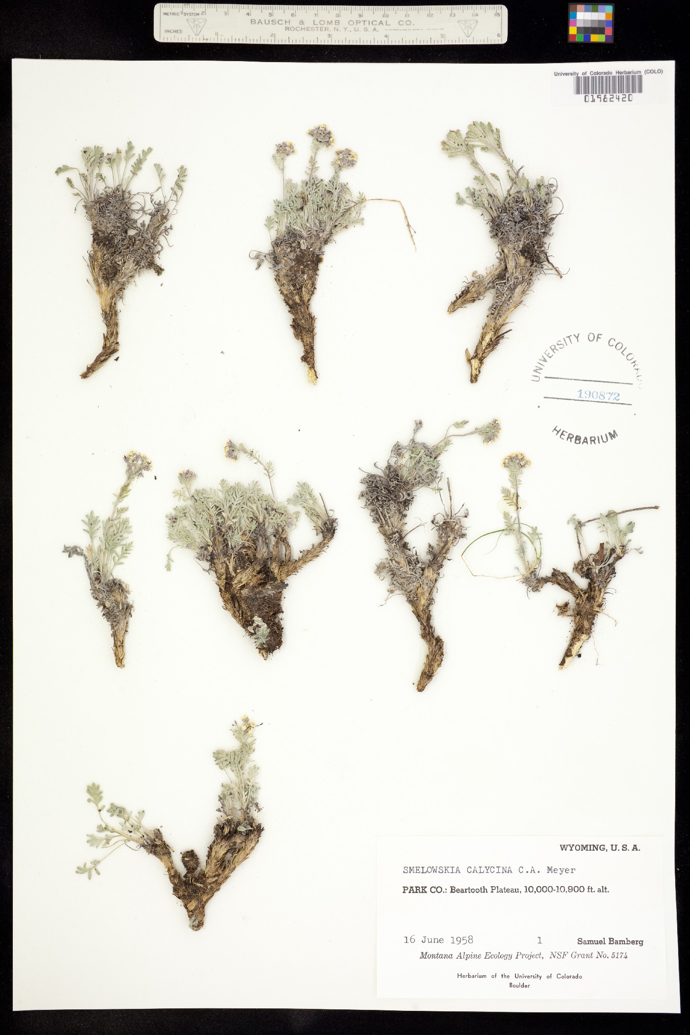 Smelowskia calycina image