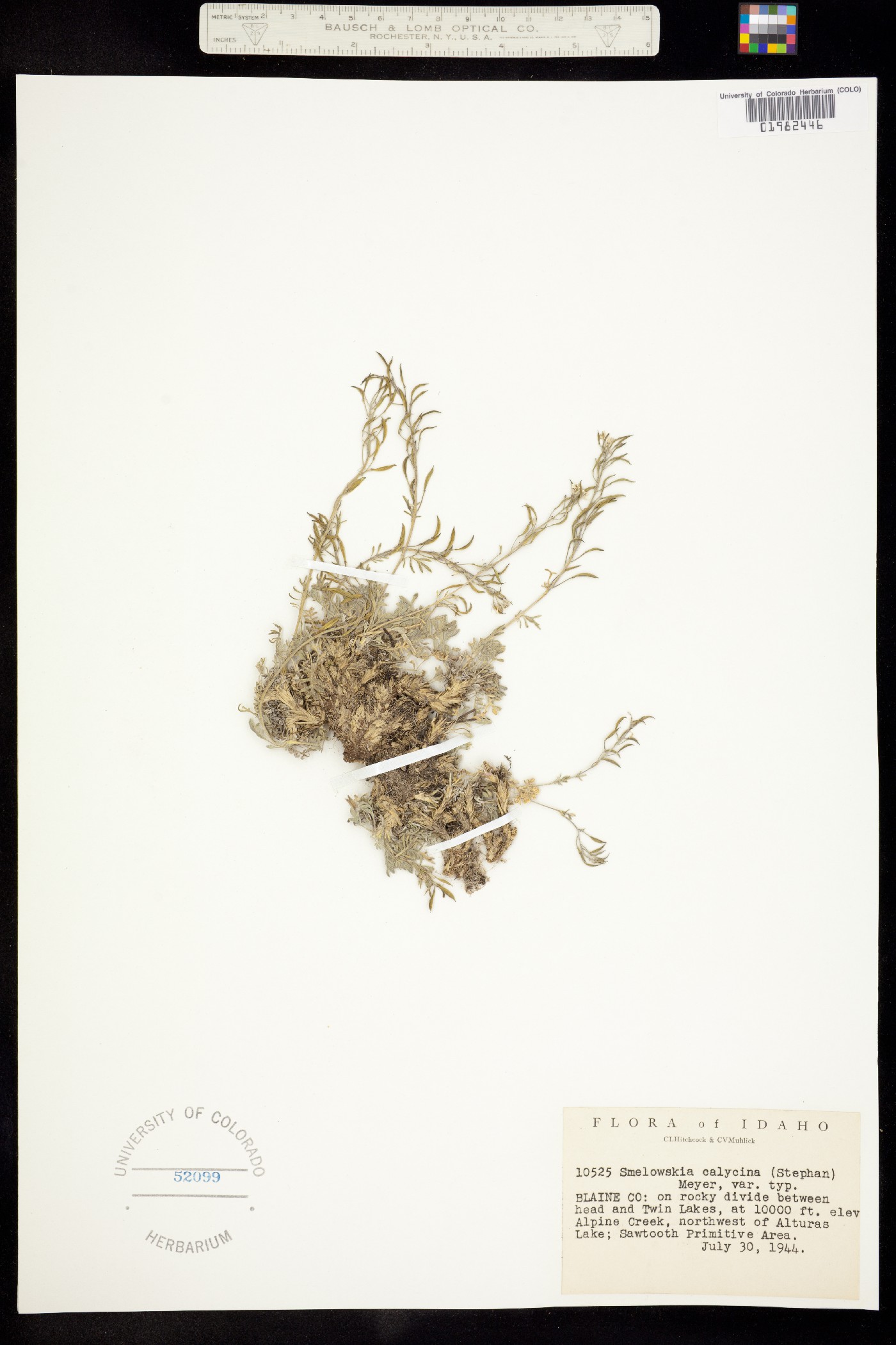 Smelowskia calycina image