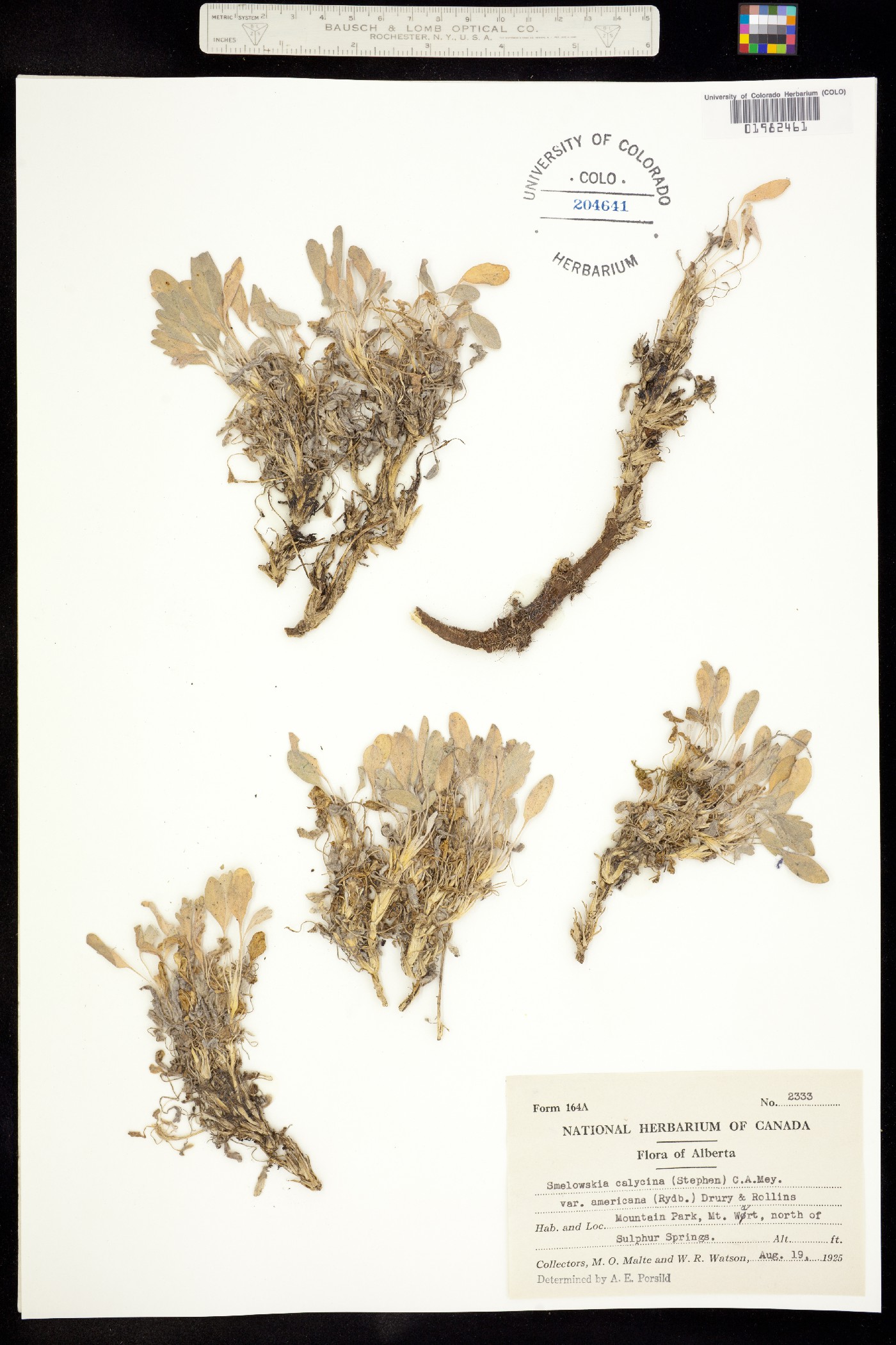 Smelowskia calycina image
