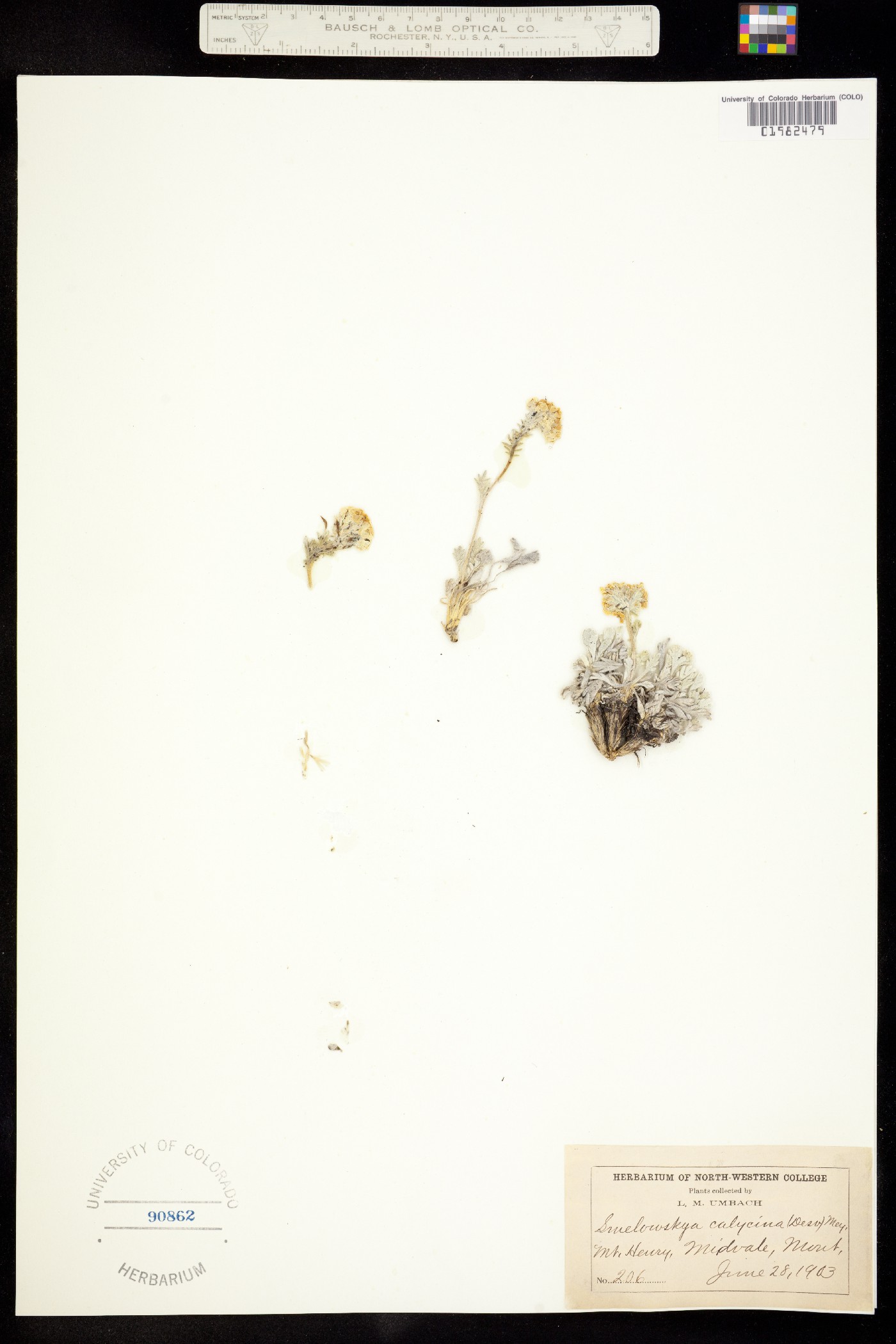 Smelowskia calycina image